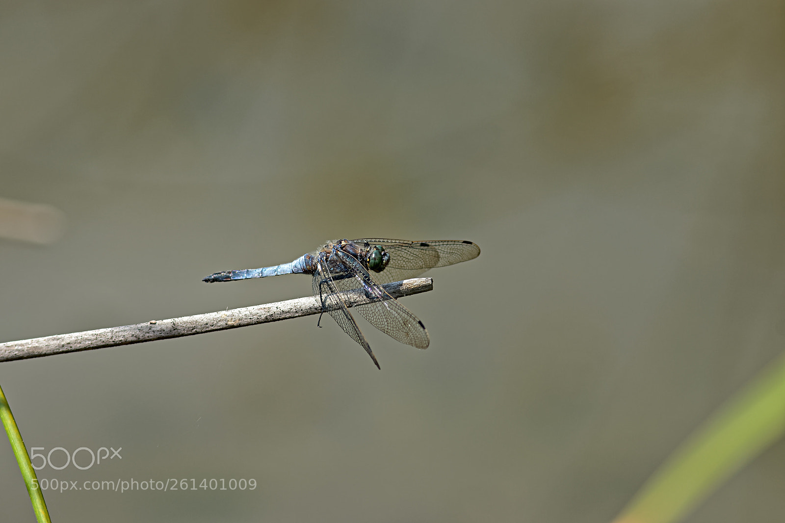 Canon EOS 7D Mark II sample photo. Grosse bellule photography