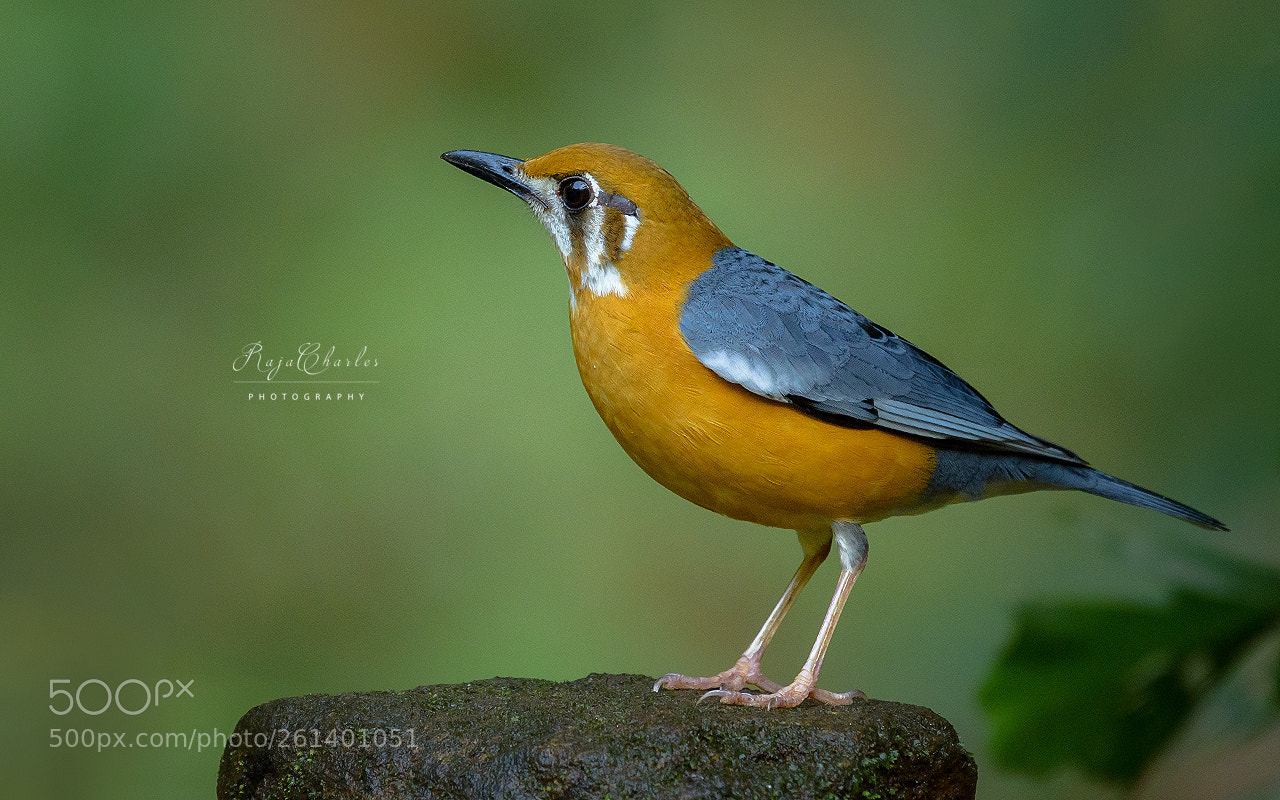 Nikon D810 sample photo. Orange headed thrush photography