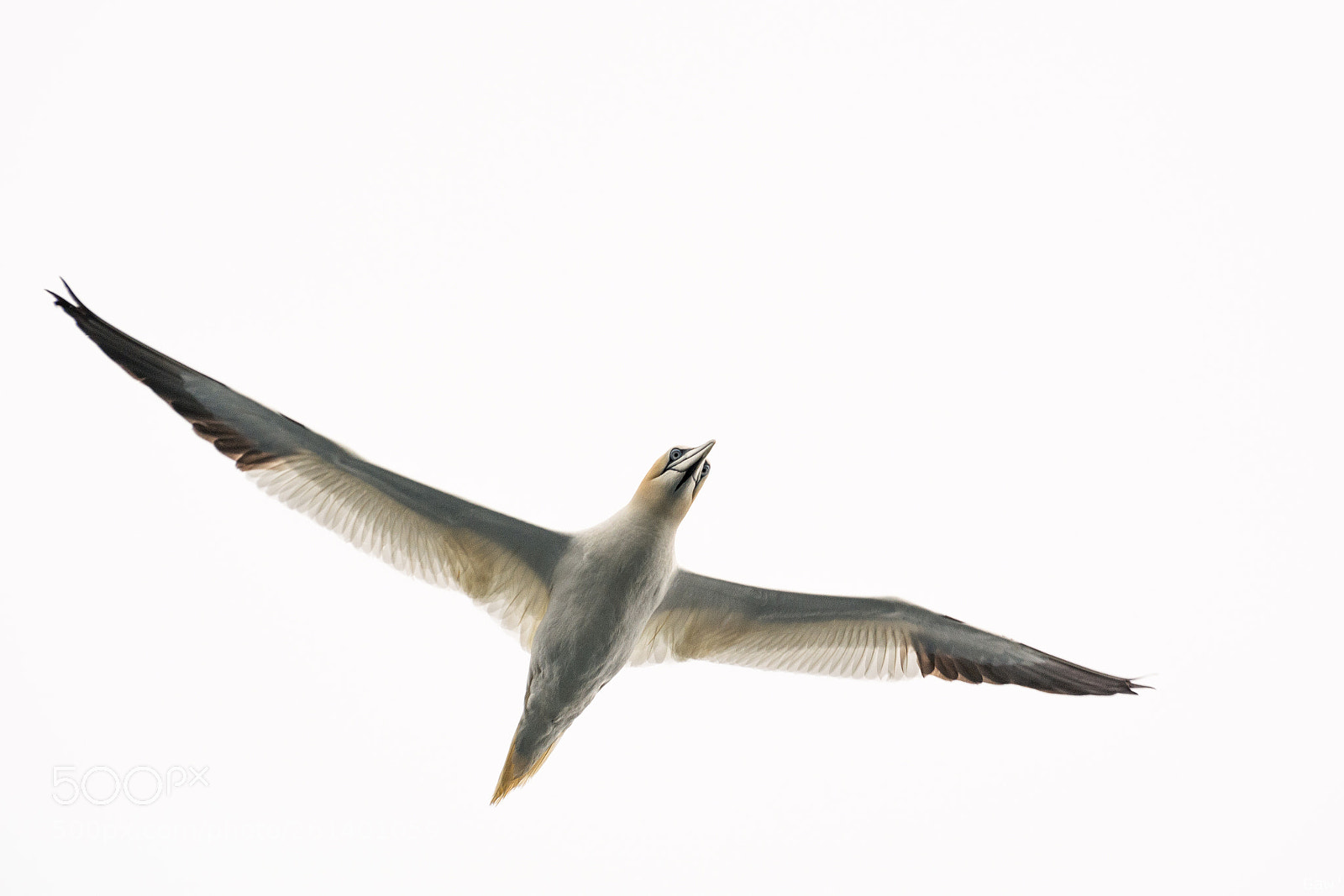 Nikon D5200 sample photo. Fou de passant photography