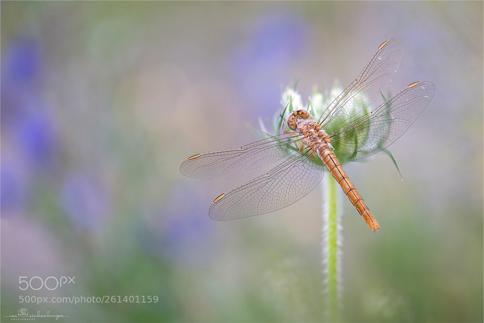 Nikon D850 sample photo. Dragonfly - orthetrum coerulescens photography