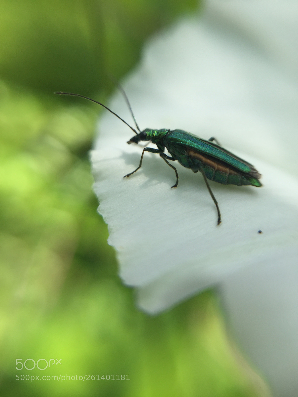 Apple iPhone 6 sample photo. L insecte sur la photography