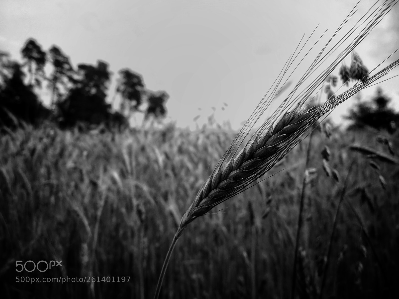 HUAWEI P10 sample photo. B&w photography