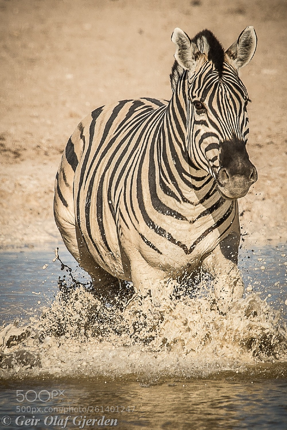 Nikon D600 sample photo. Zebra photography