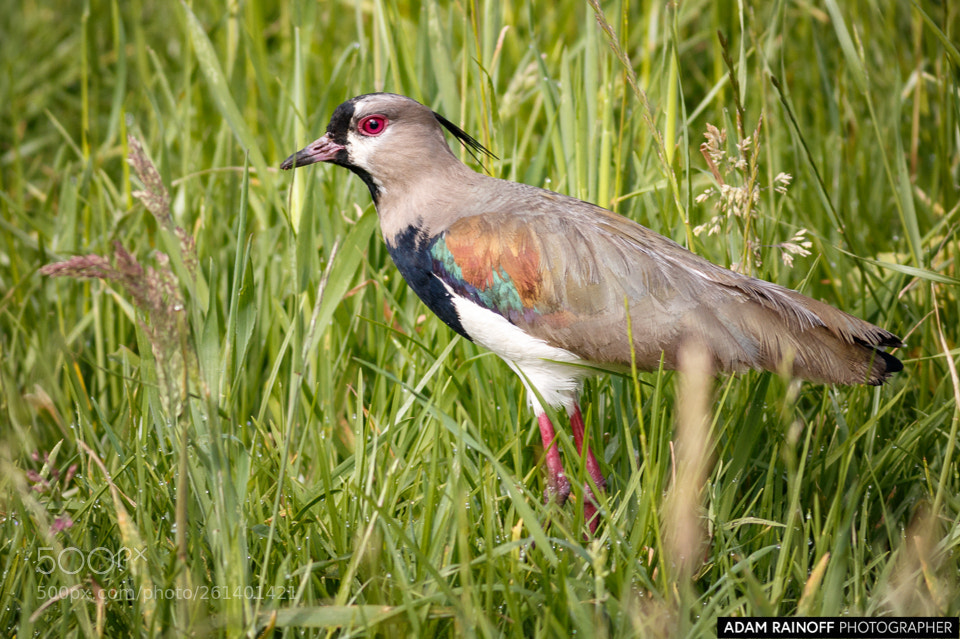 Canon EOS 70D sample photo. Southern lapwing la florida photography