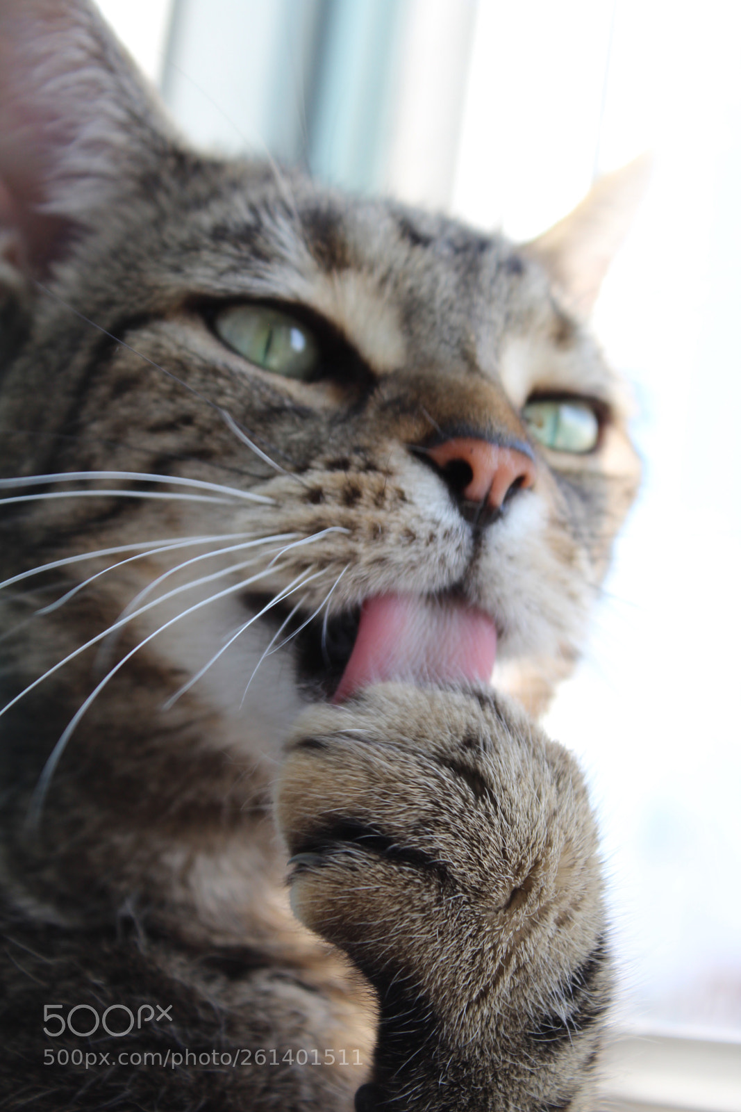 Canon EOS 1300D (EOS Rebel T6 / EOS Kiss X80) sample photo. Kitty cat photography