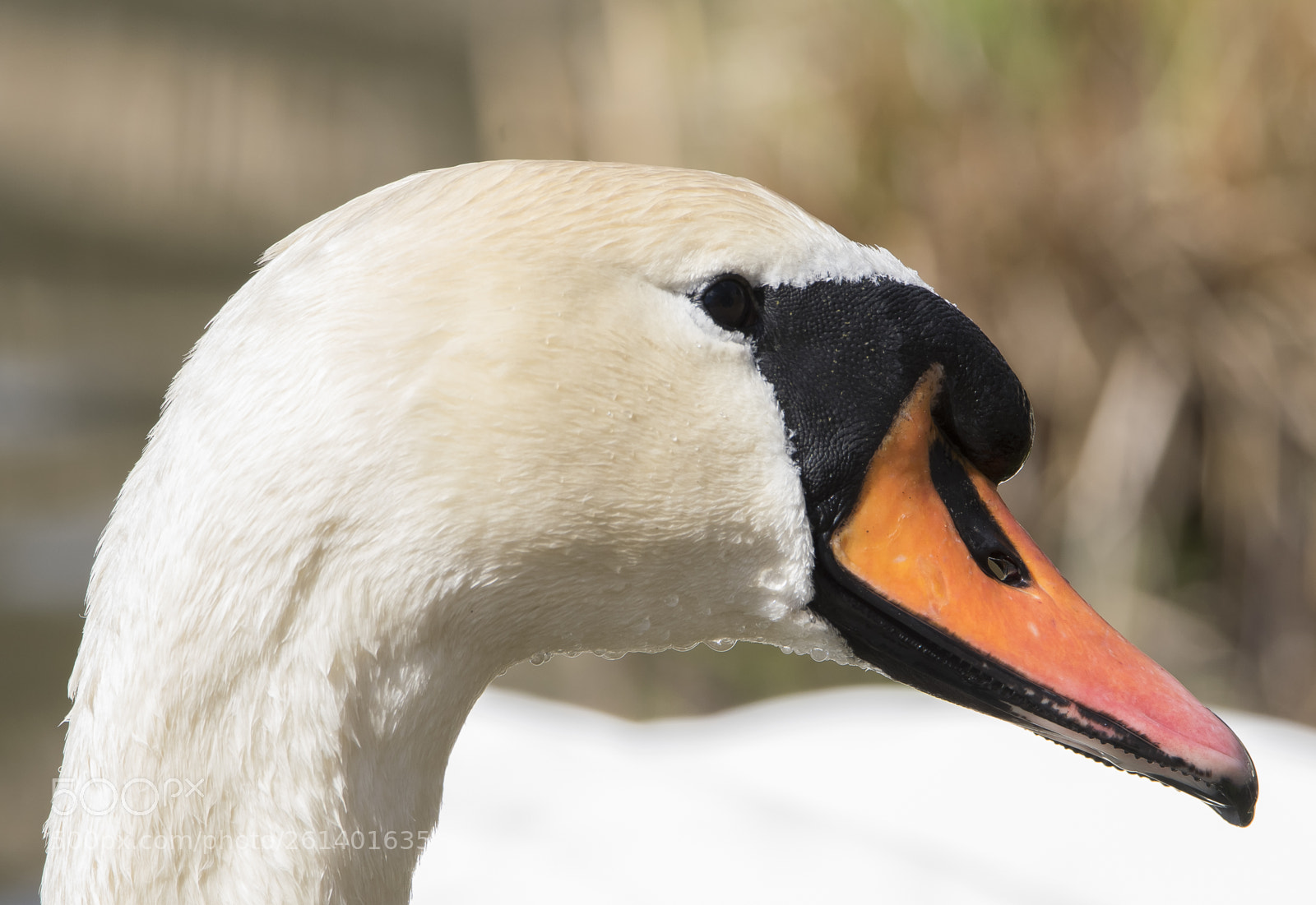 Nikon D5300 sample photo. Aa photography