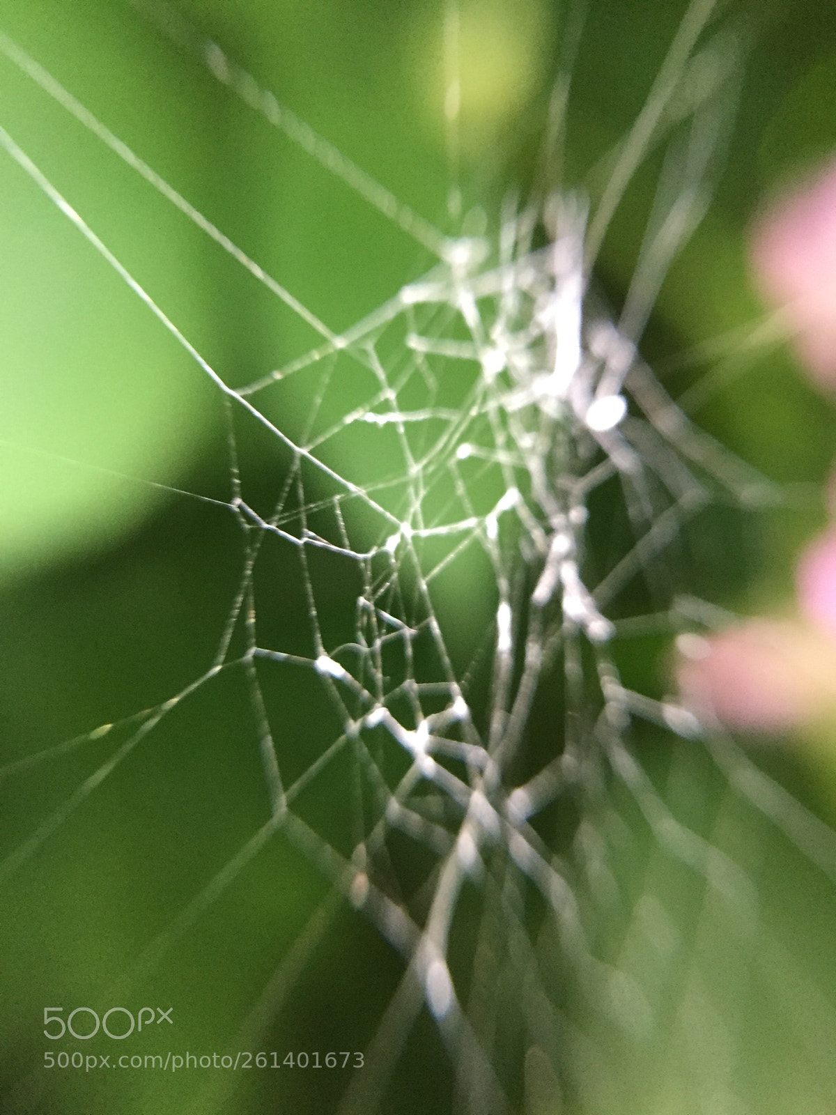 Apple iPhone 6 sample photo. La toile d araign photography