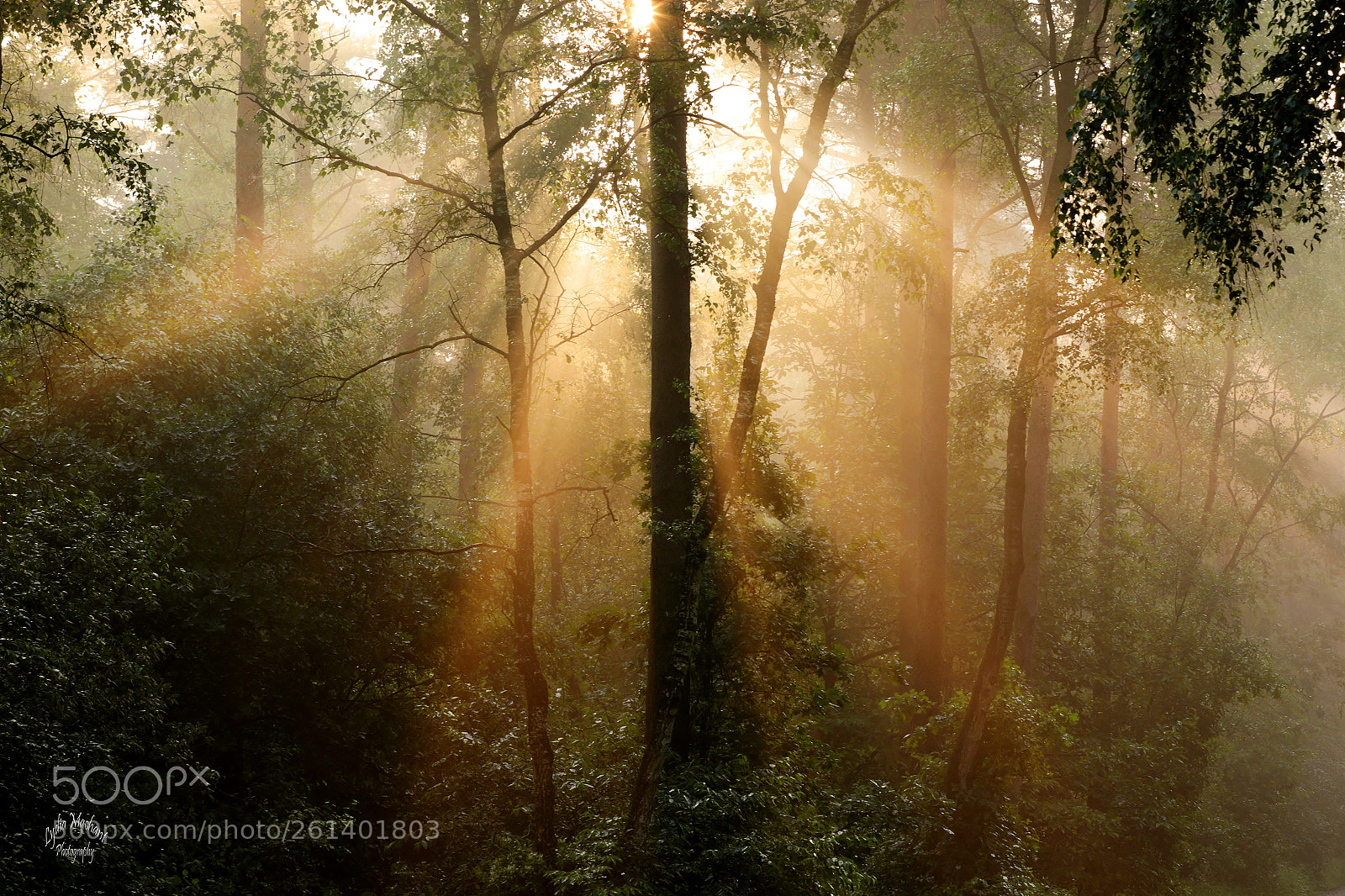 Canon EOS 7D Mark II sample photo. Sunbeams dance through the photography