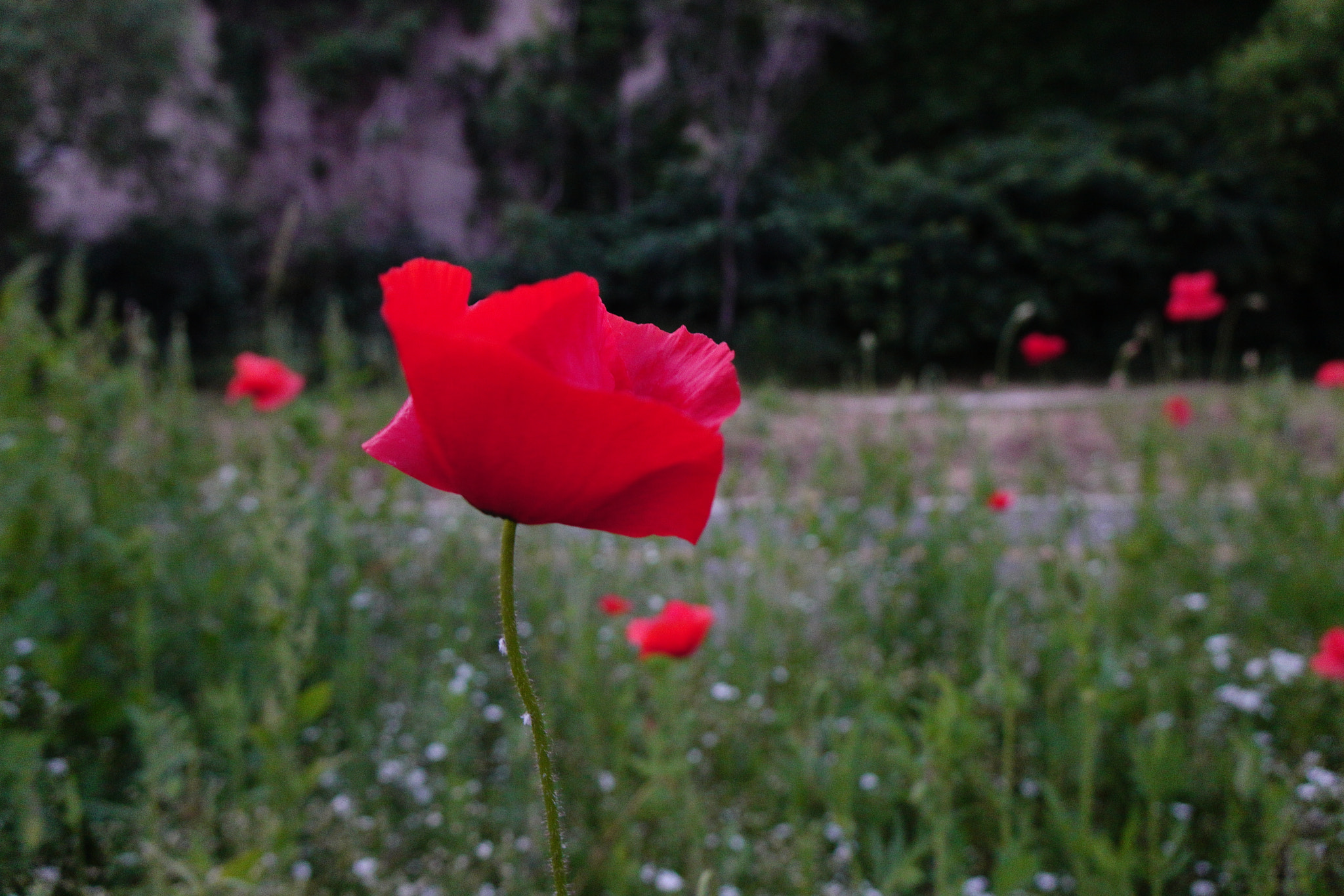 Sony Cyber-shot DSC-RX10 II sample photo. Poppies photography