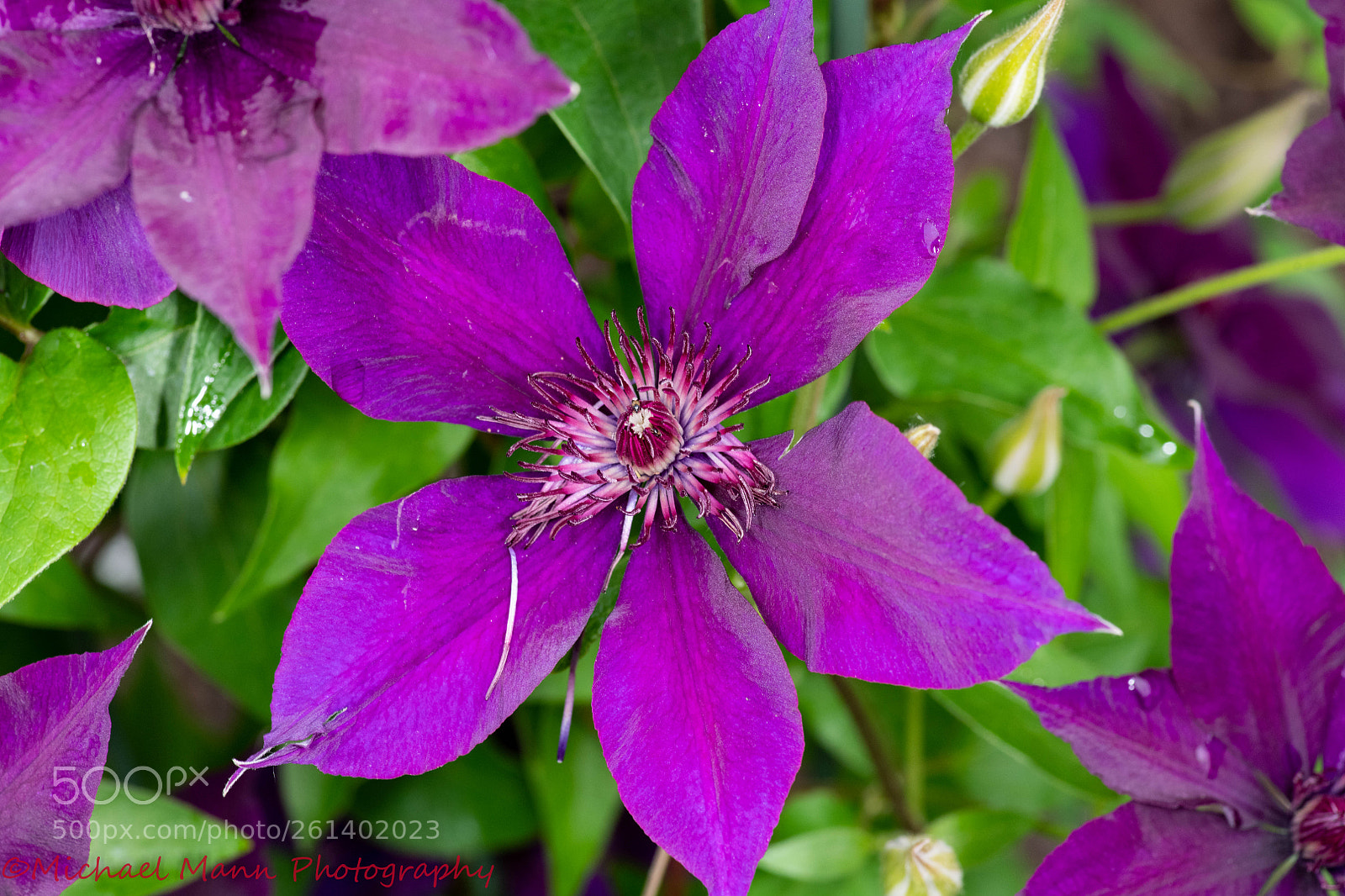 Nikon D850 sample photo. Clematis photography