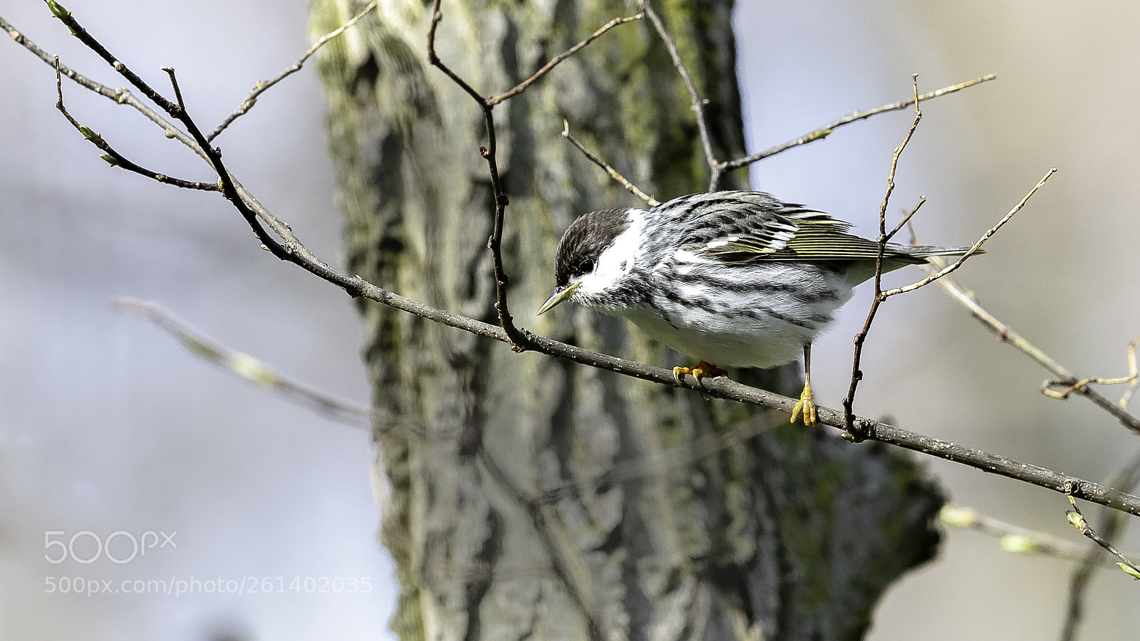 Canon EOS 5DS sample photo. Blackpoll warbler photography