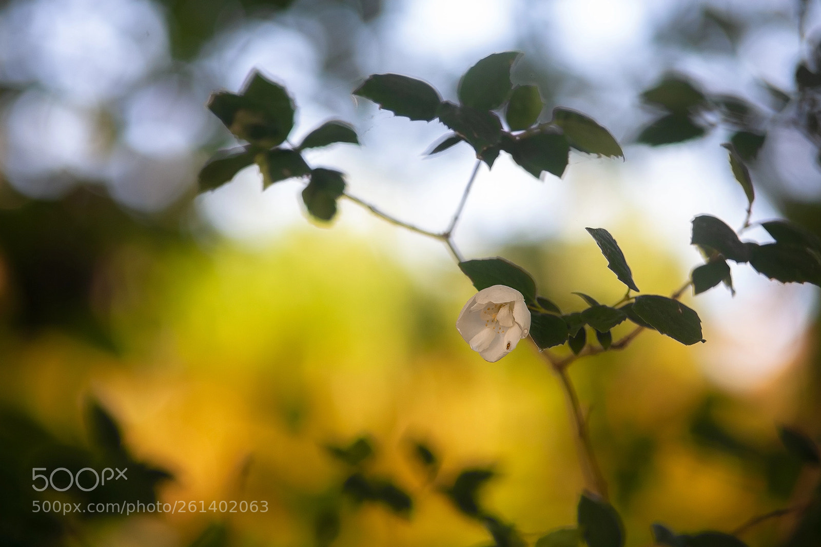 Canon EOS 5D sample photo. ~ photography
