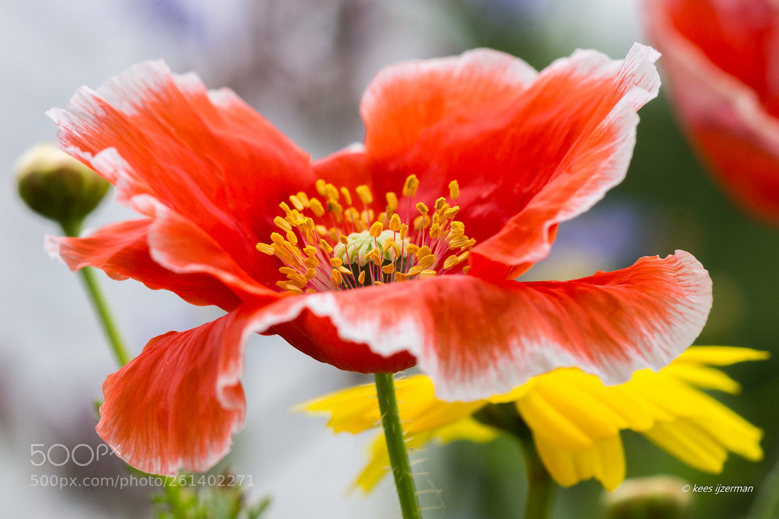 Sony SLT-A77 sample photo. Poppy. photography
