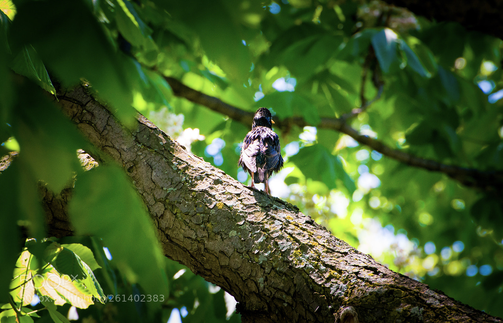 Nikon D5300 sample photo. Ray of light  photography
