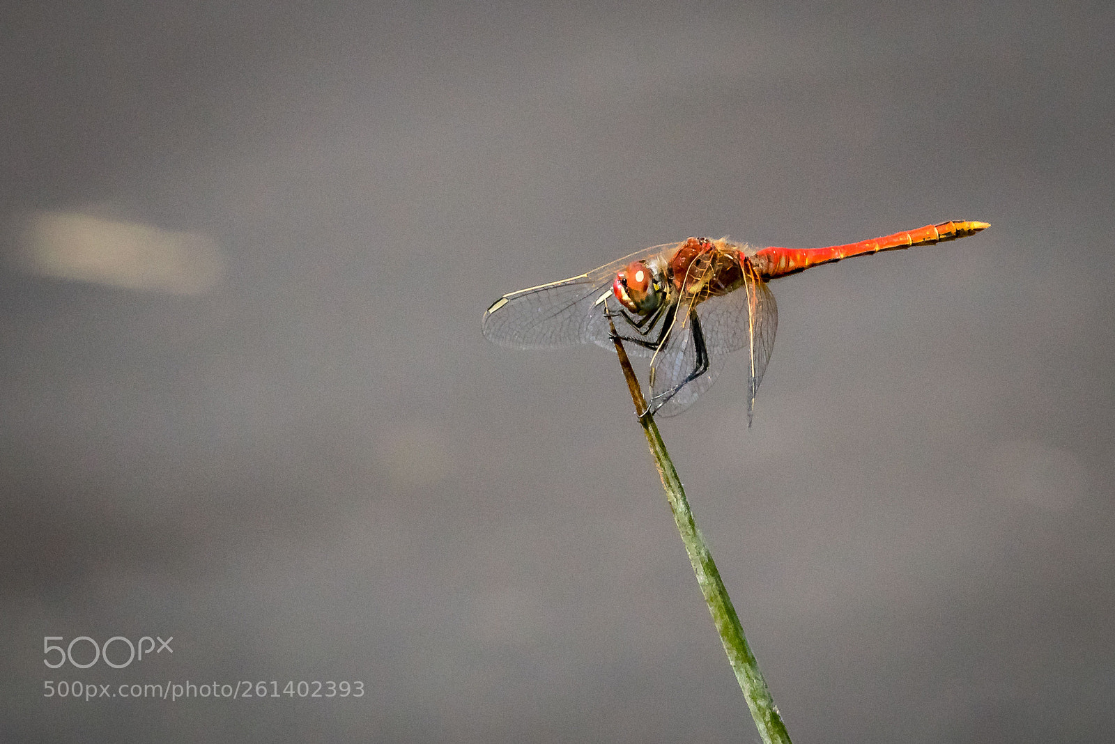 Canon EOS 80D sample photo. Red-veined darter photography