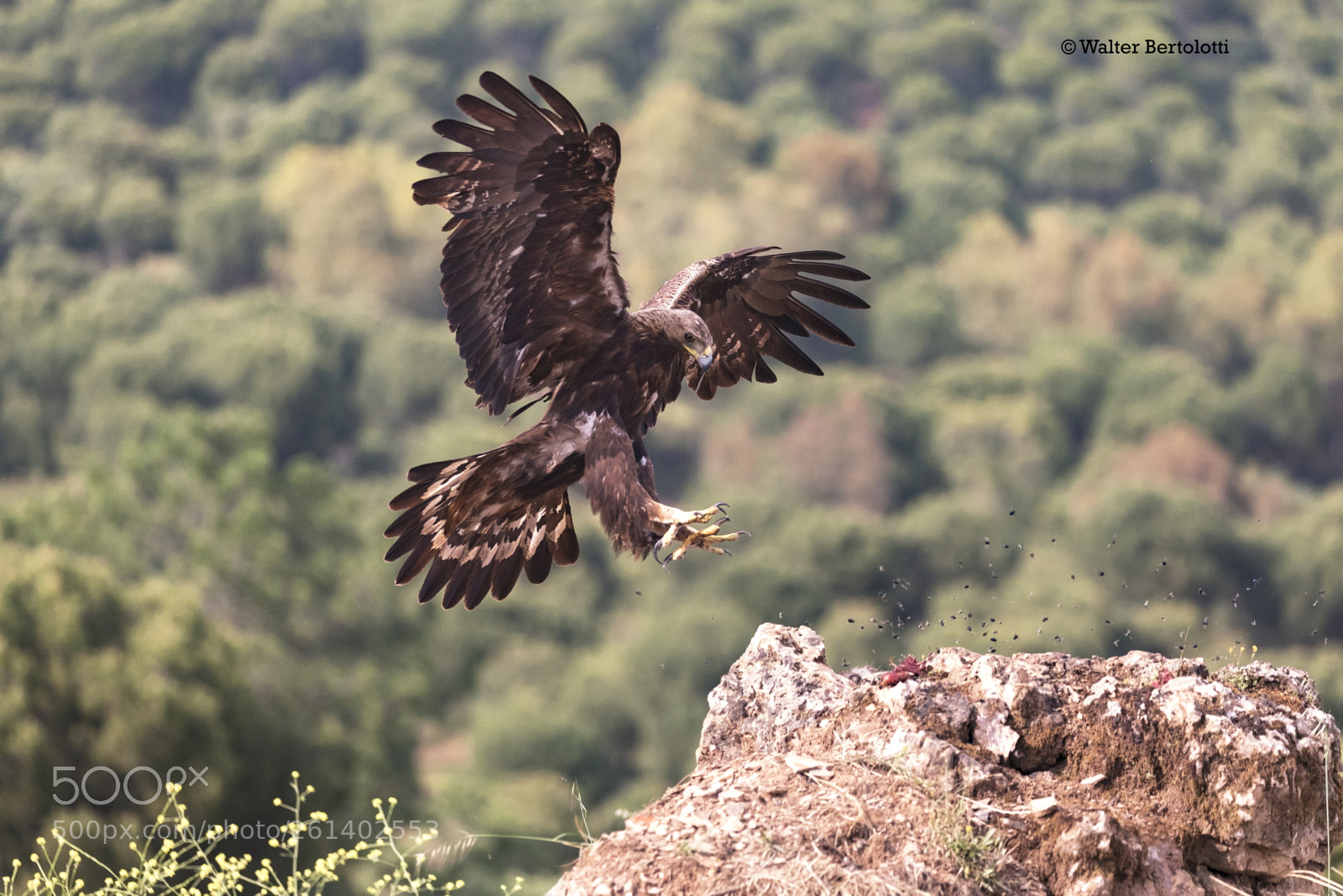 Canon EOS 5D Mark IV sample photo. Golden eagle photography