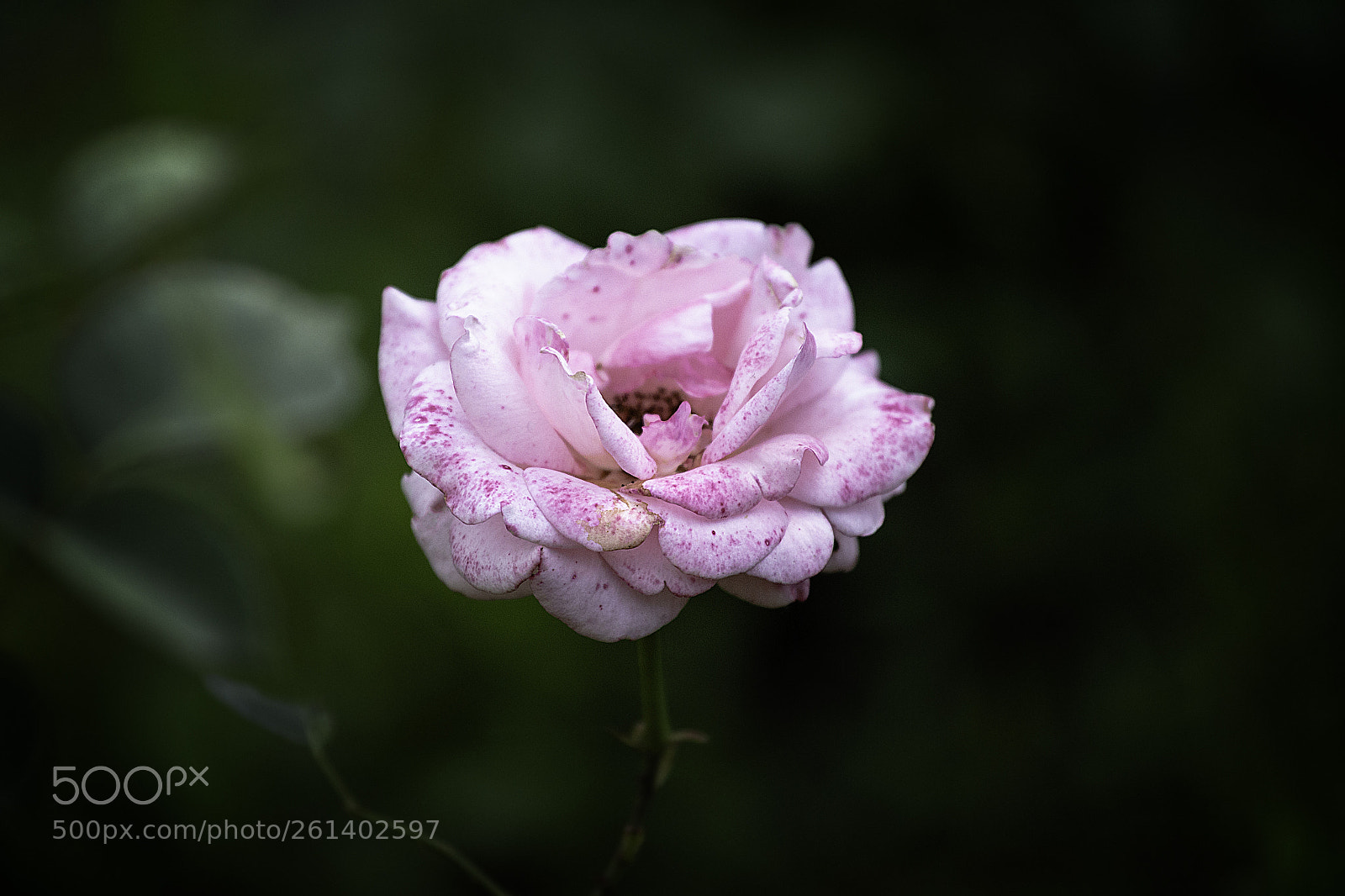 Canon EOS 6D sample photo. Pink rose photography