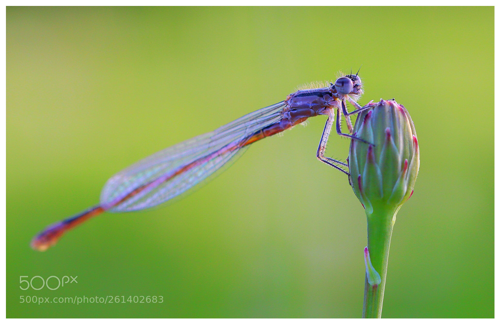 Canon EOS 100D (EOS Rebel SL1 / EOS Kiss X7) sample photo. Jolie demoiselle  photography