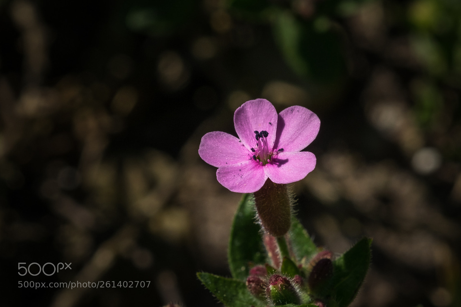 Fujifilm X-T1 sample photo. Kleines seifenkraut (saponaria ocymoides) photography