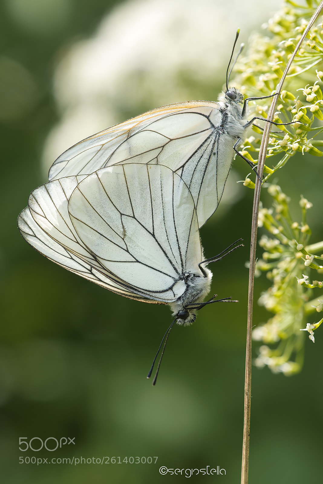 Nikon D610 sample photo. Aporia in love_____ photography