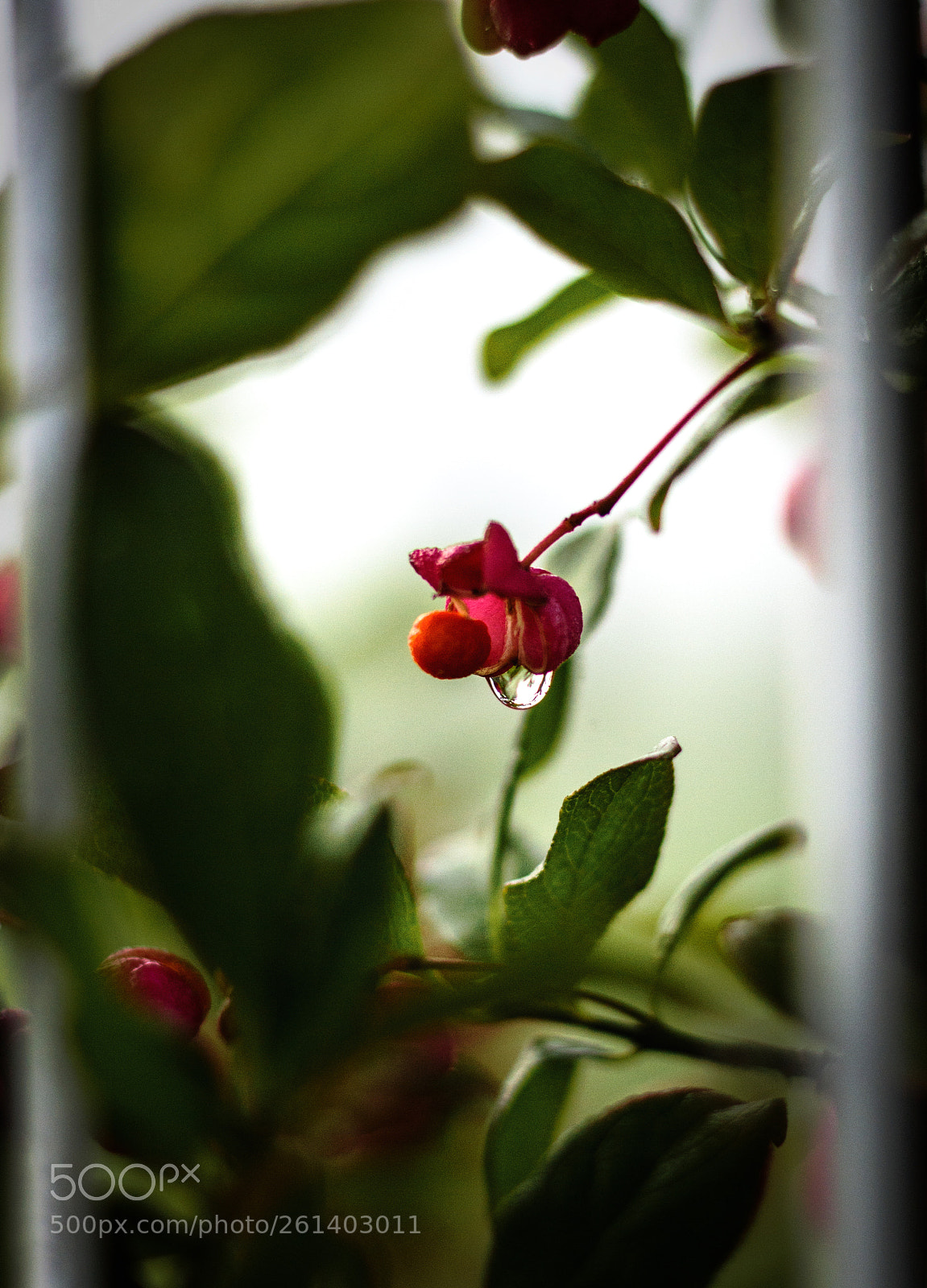 Canon EOS 600D (Rebel EOS T3i / EOS Kiss X5) sample photo. Shy photography