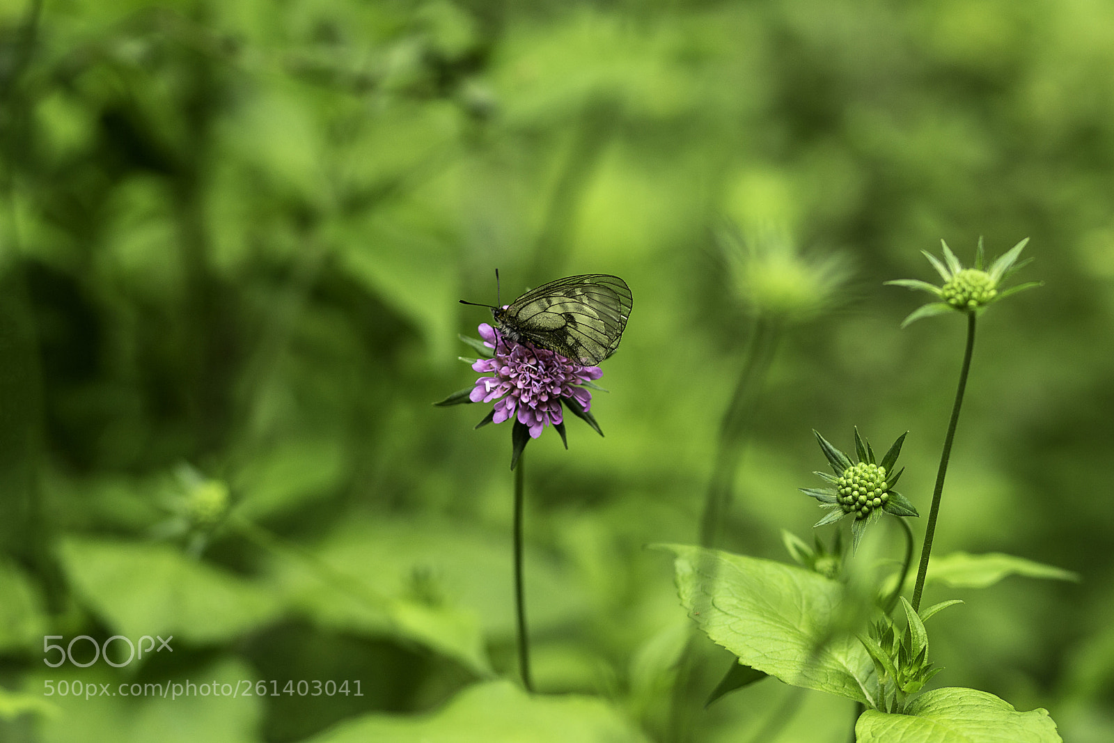Canon EOS 6D sample photo. Butterfly photography