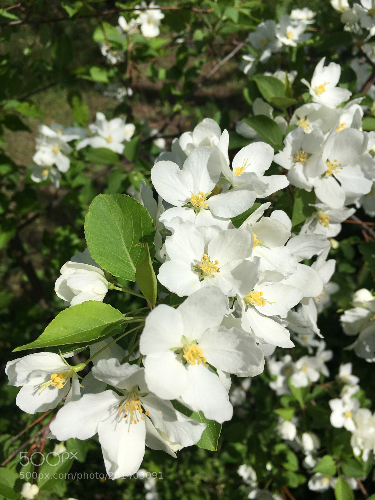 Apple iPhone 6s sample photo. Яблоня  photography