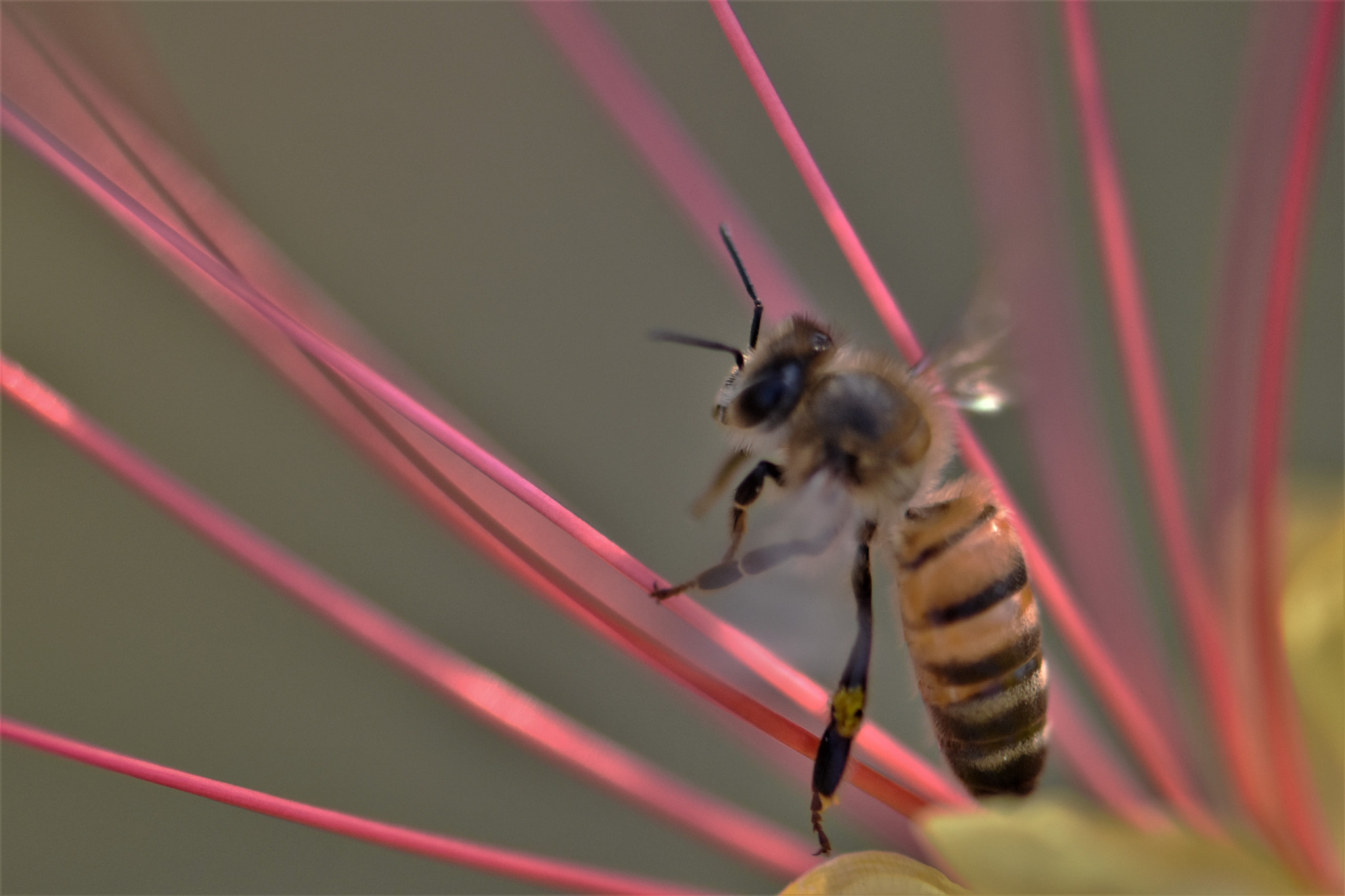 Nikon AF-S Micro-Nikkor 105mm F2.8G IF-ED VR sample photo. Standing . . . photography