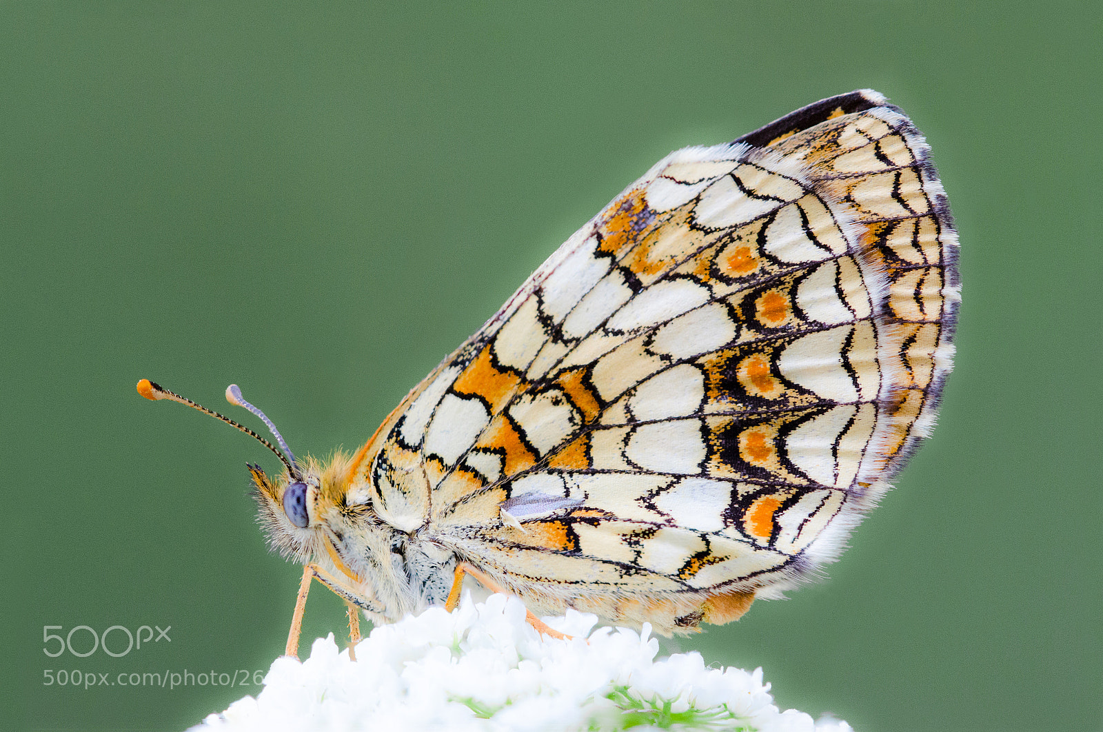 Nikon D7000 sample photo. 07062018_3-2.jpg photography