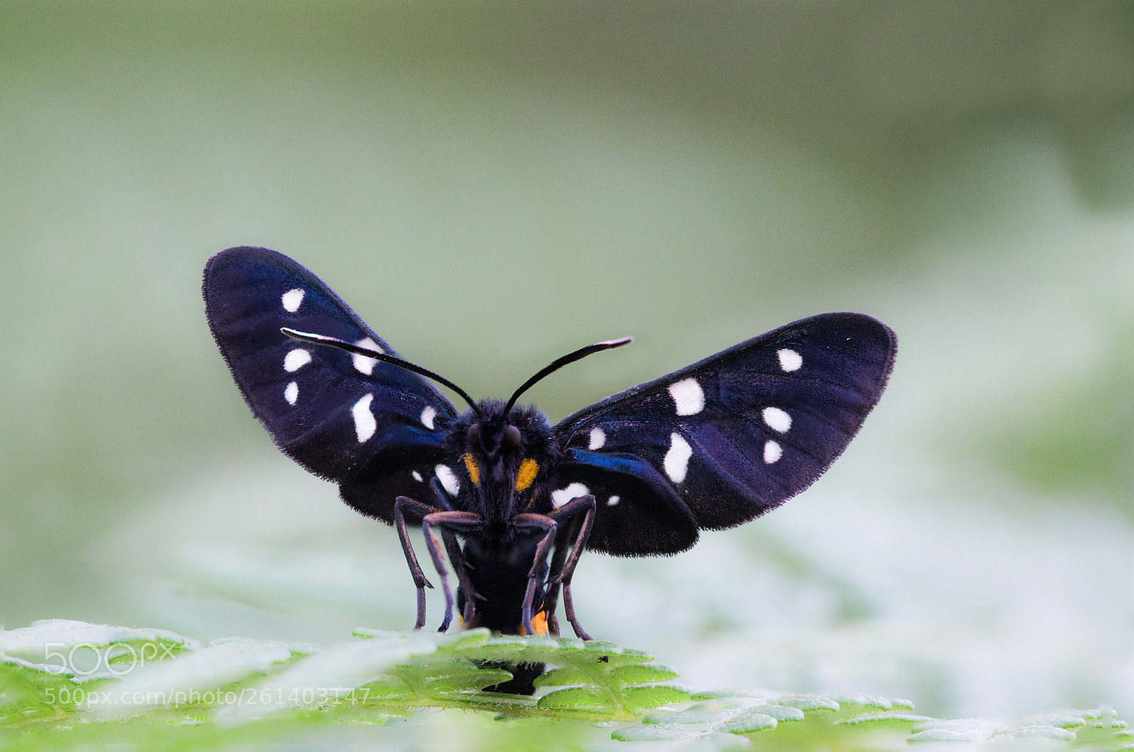 Nikon D7000 sample photo. 08062018_1-2.jpg photography