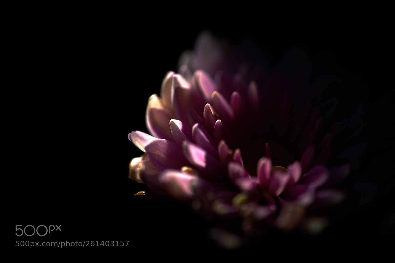 Sony a7 II sample photo. Dark mum photography