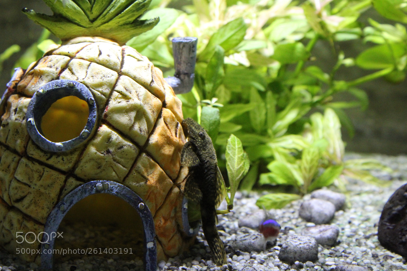 Canon EOS 1300D (EOS Rebel T6 / EOS Kiss X80) sample photo. Sweet pineapple photography