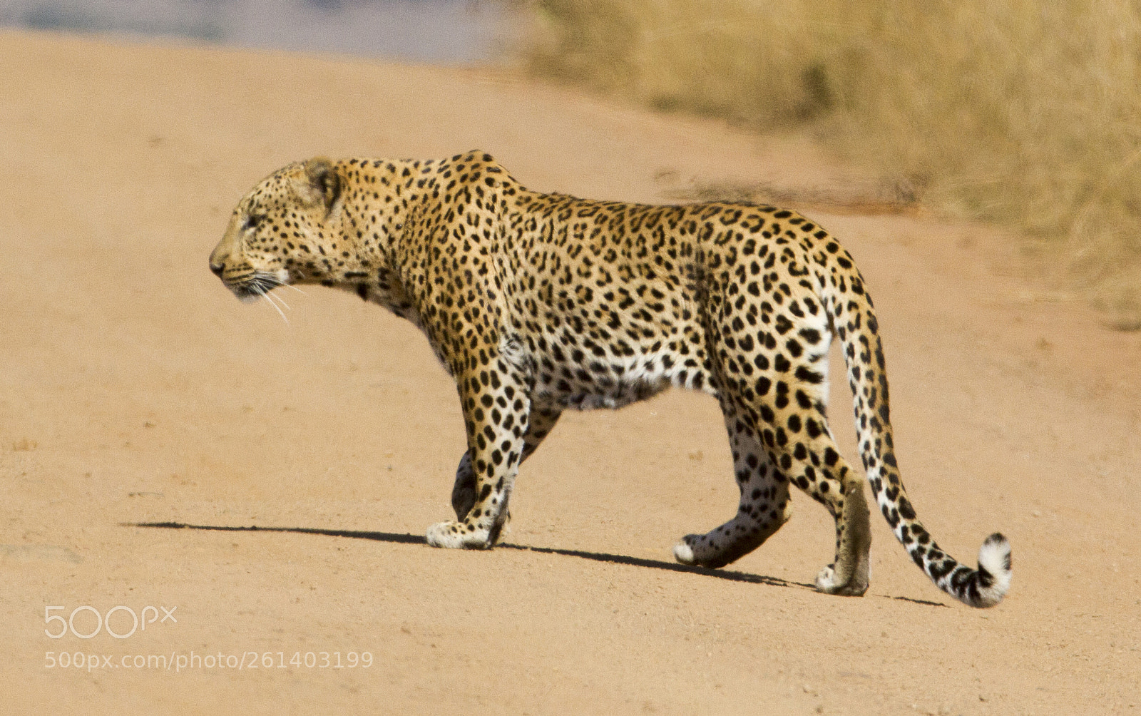 Canon EOS 7D sample photo. Leopard photography