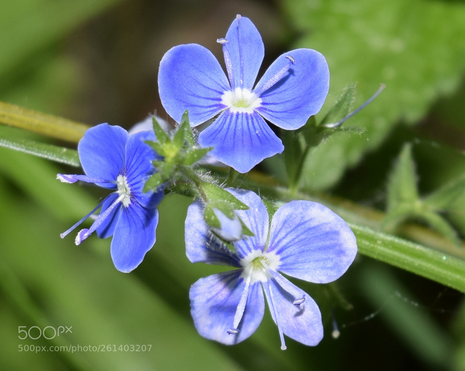 Nikon D3300 sample photo. Veronica chamaedrys - Вероника дубравная photography