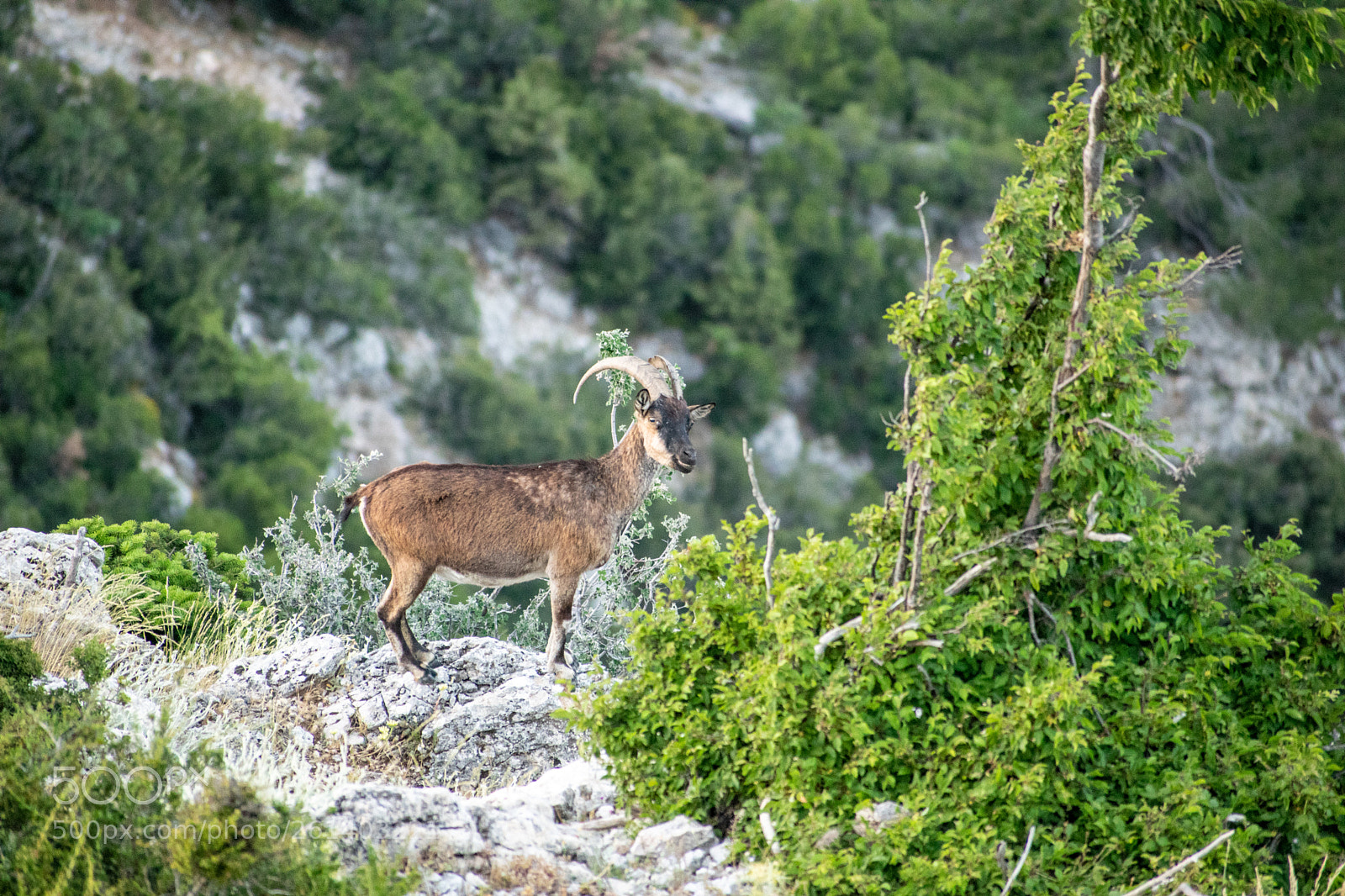Nikon D3300 sample photo. Cretan goat kri kri photography