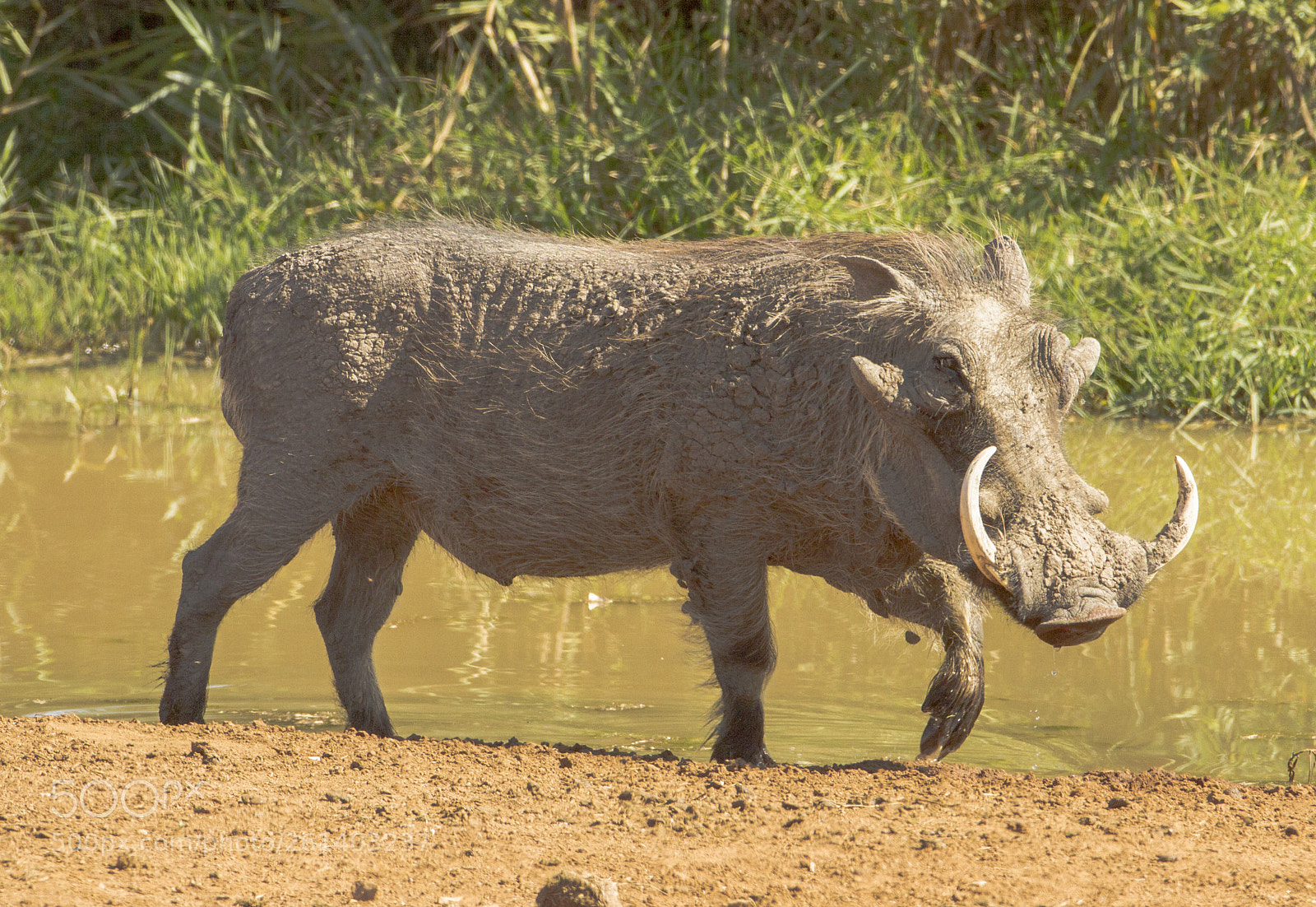 Canon EOS 7D sample photo. Wart hog photography