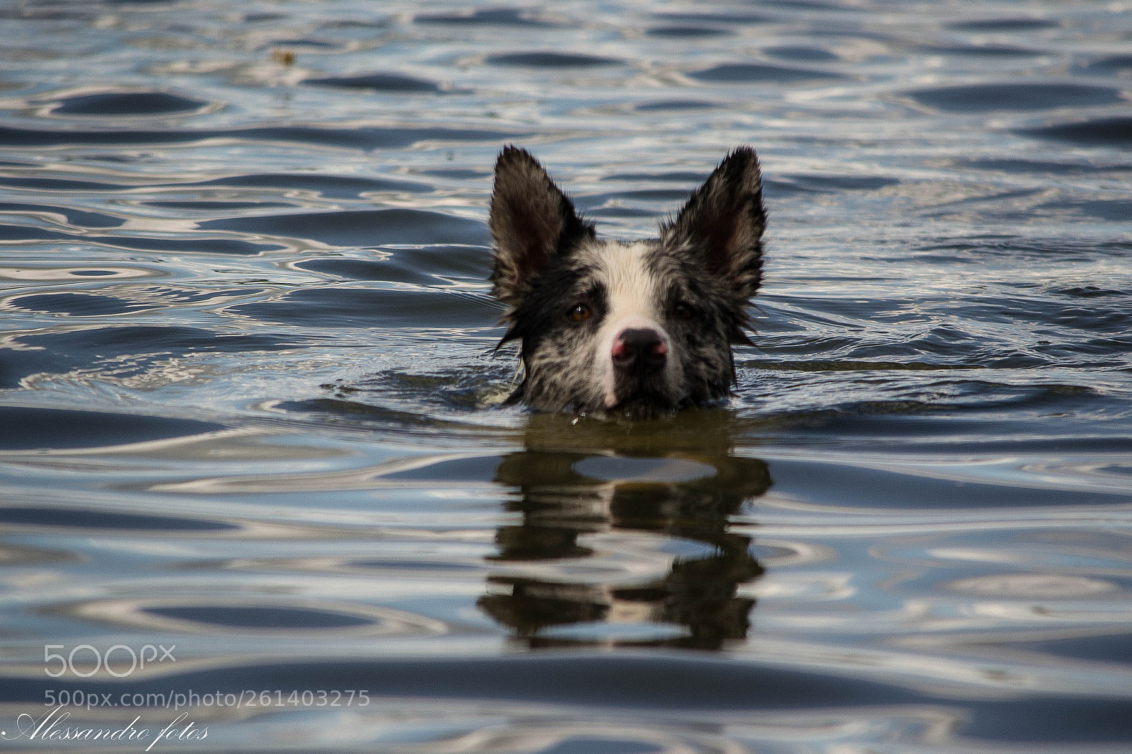 Nikon D3100 sample photo. Dog water photography