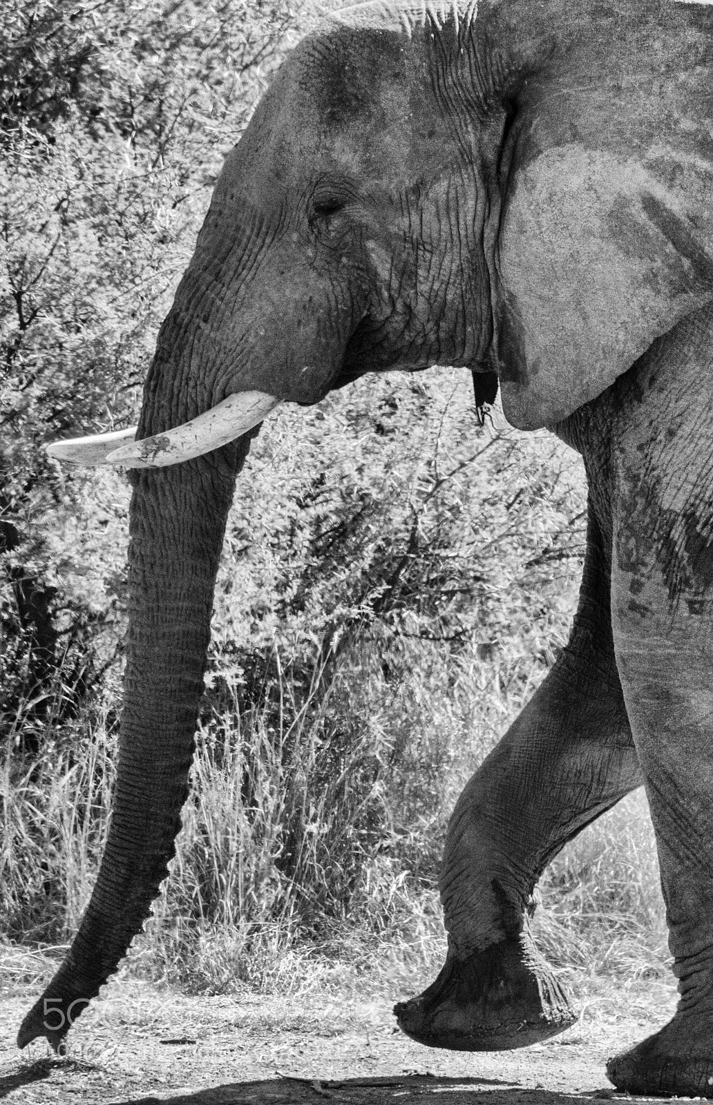 Canon EOS 7D sample photo. Elephant photography