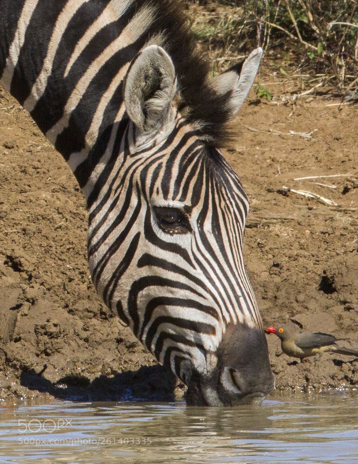 Canon EOS 7D sample photo. Zebra & oxpecker photography
