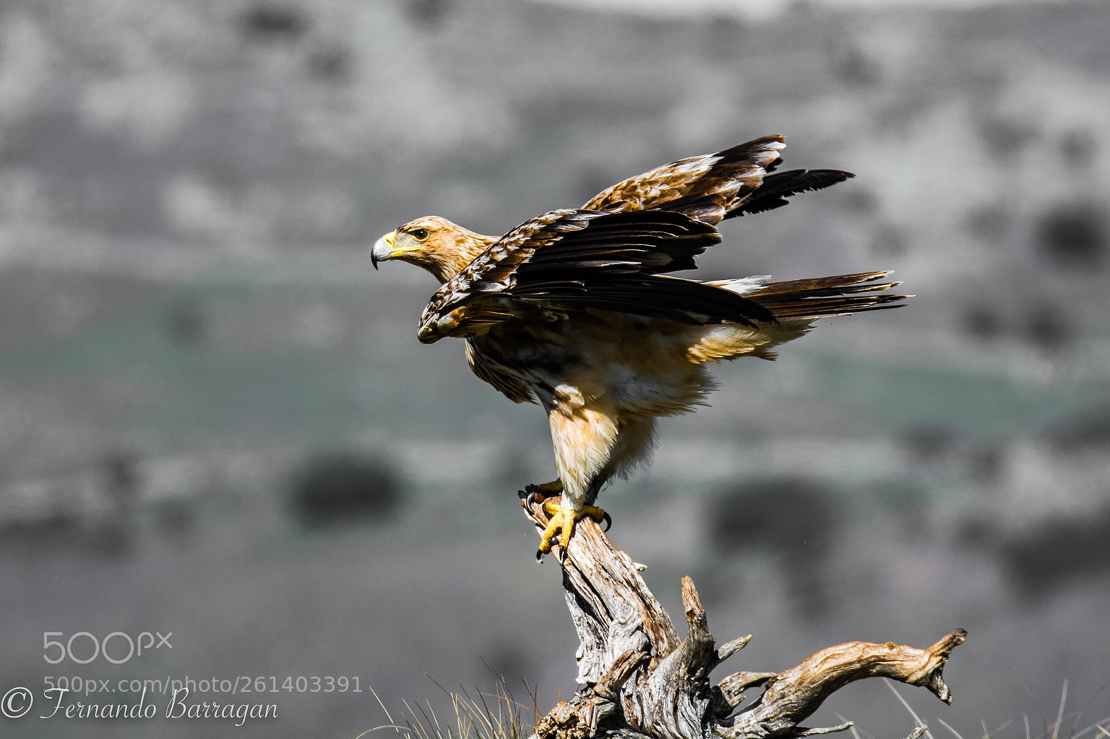 Nikon D7100 sample photo. Aguila imperial photography