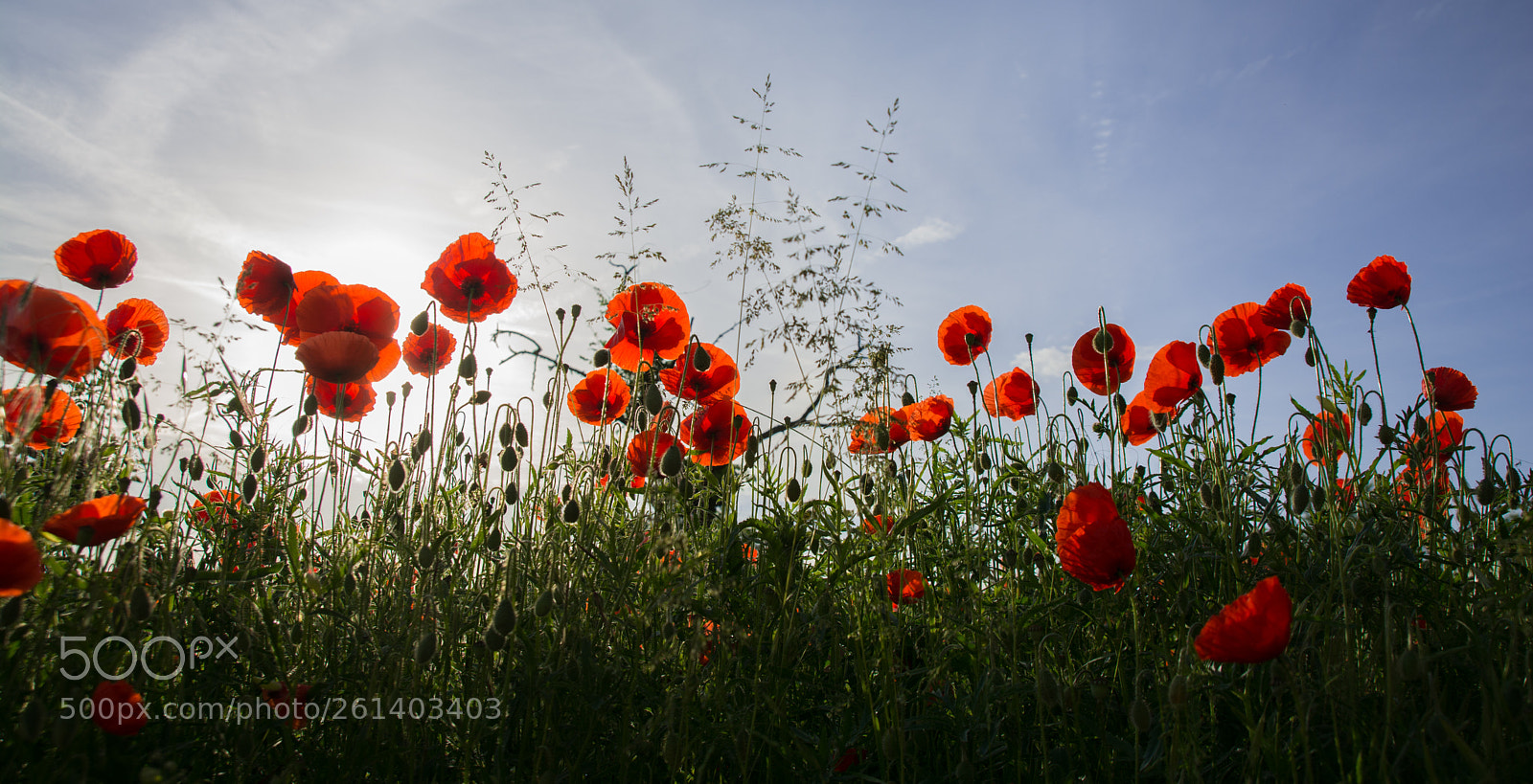 Nikon D7100 sample photo. Poppies field in the photography