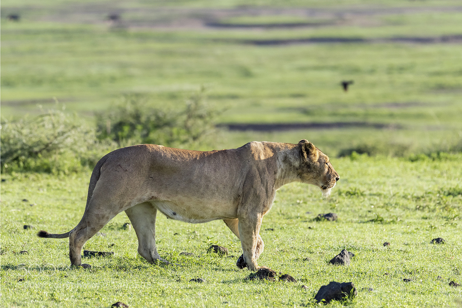 Nikon D810 sample photo. Stalking lioness photography