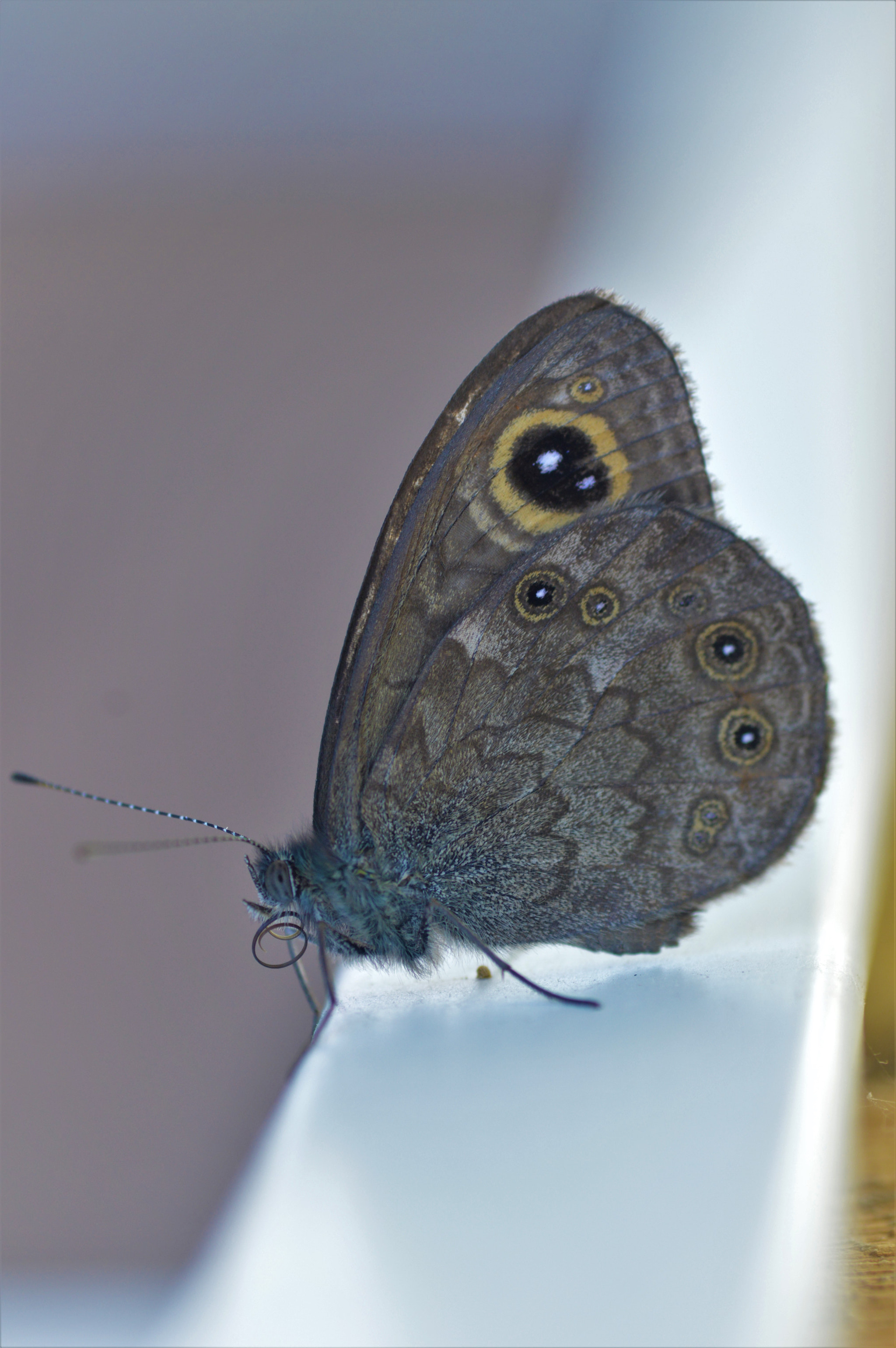 Nikon D3200 sample photo. Dsc photography