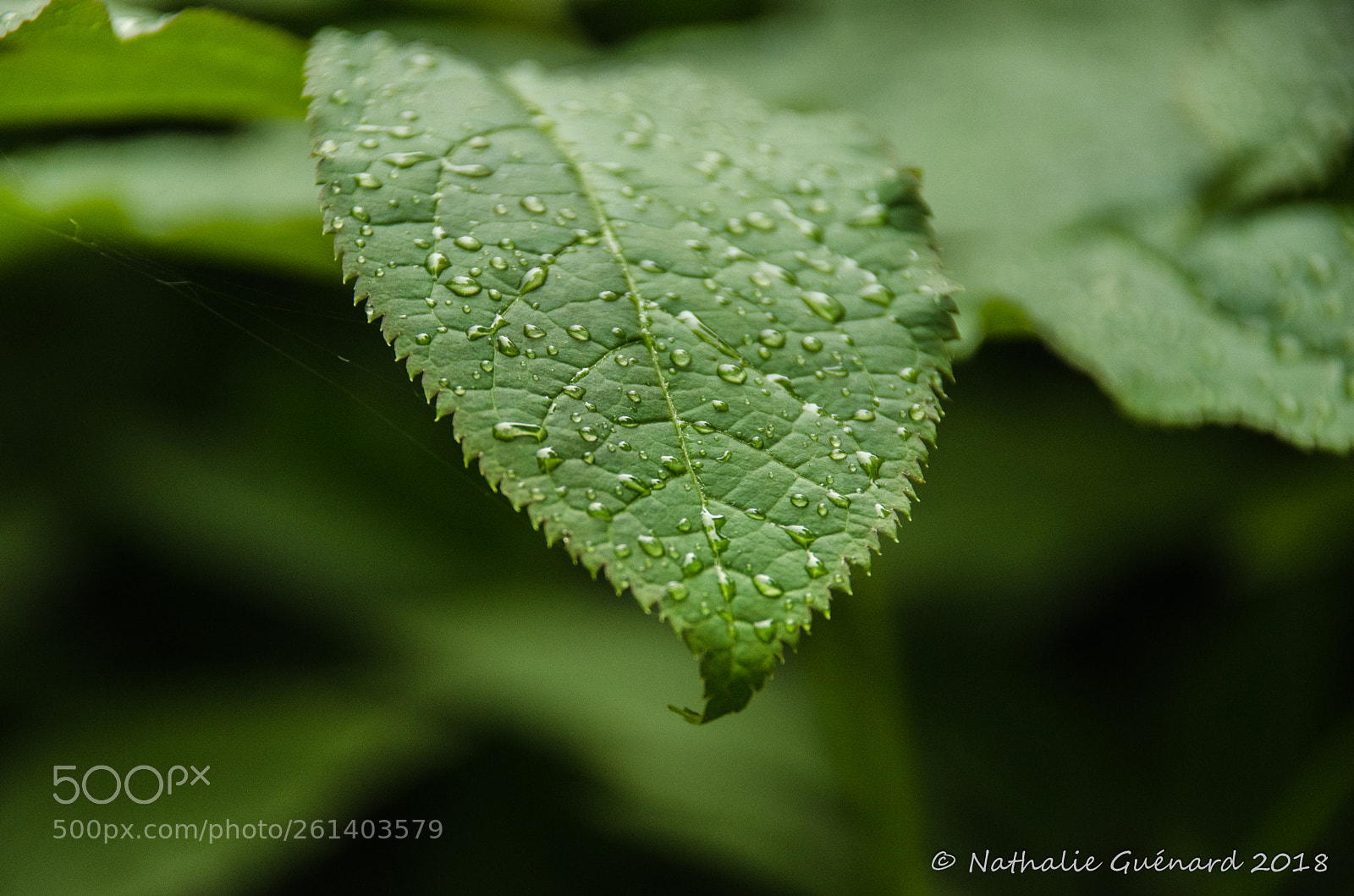 Nikon D7000 sample photo. Water droplets on a photography