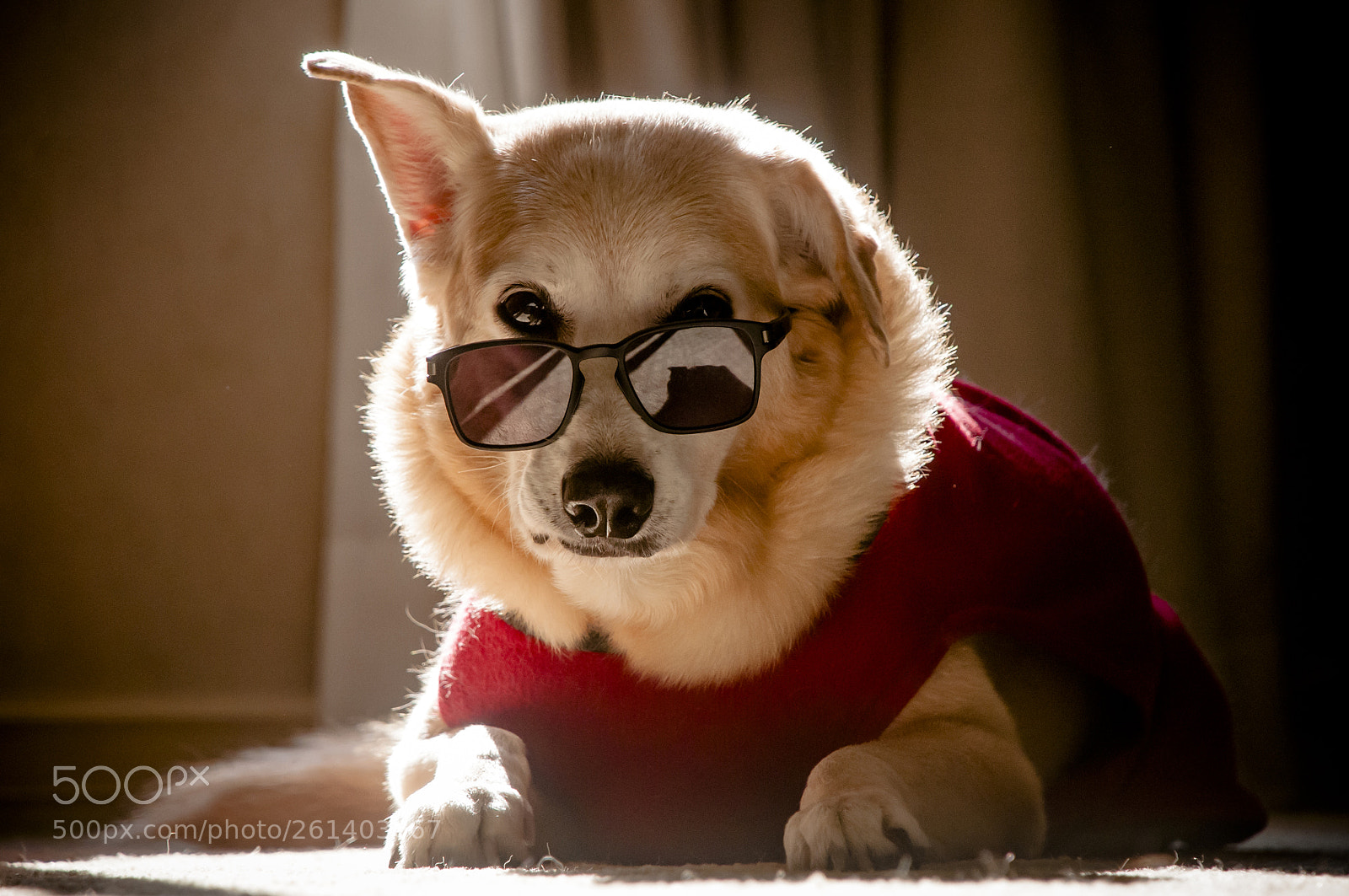 Nikon D300 sample photo. Thug life photography