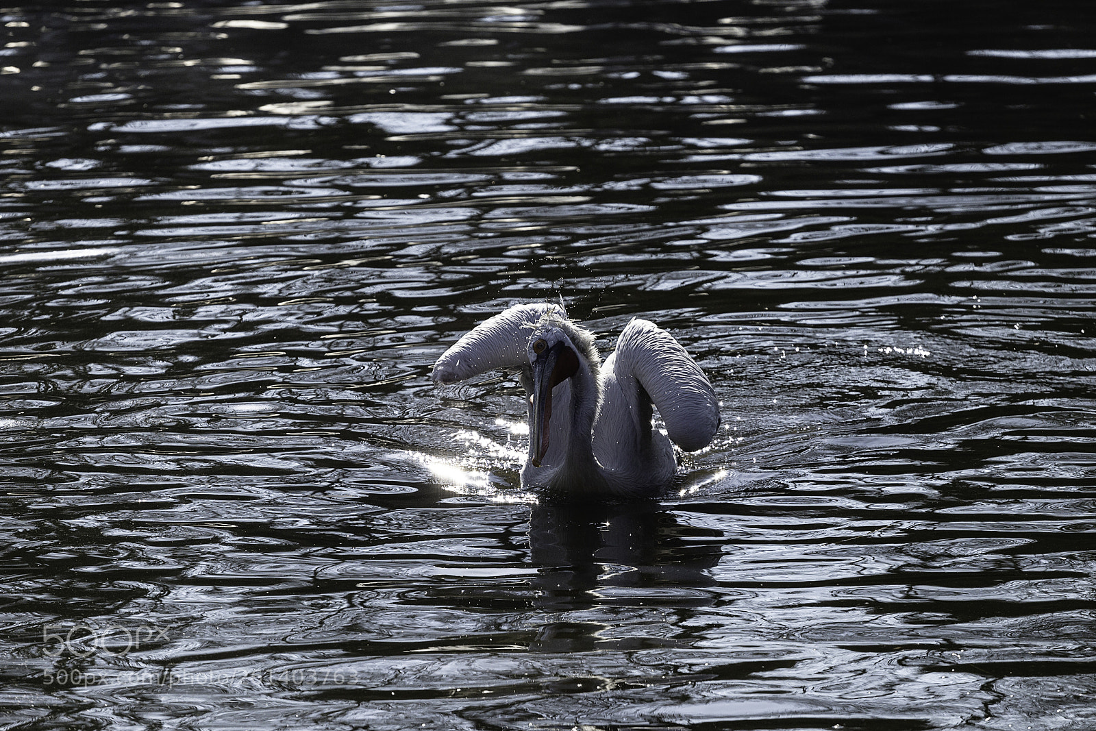 Canon EOS 6D sample photo. Pelican photography