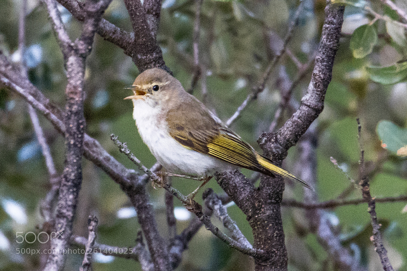 Canon EOS 80D sample photo. Bonelli’s warbler photography
