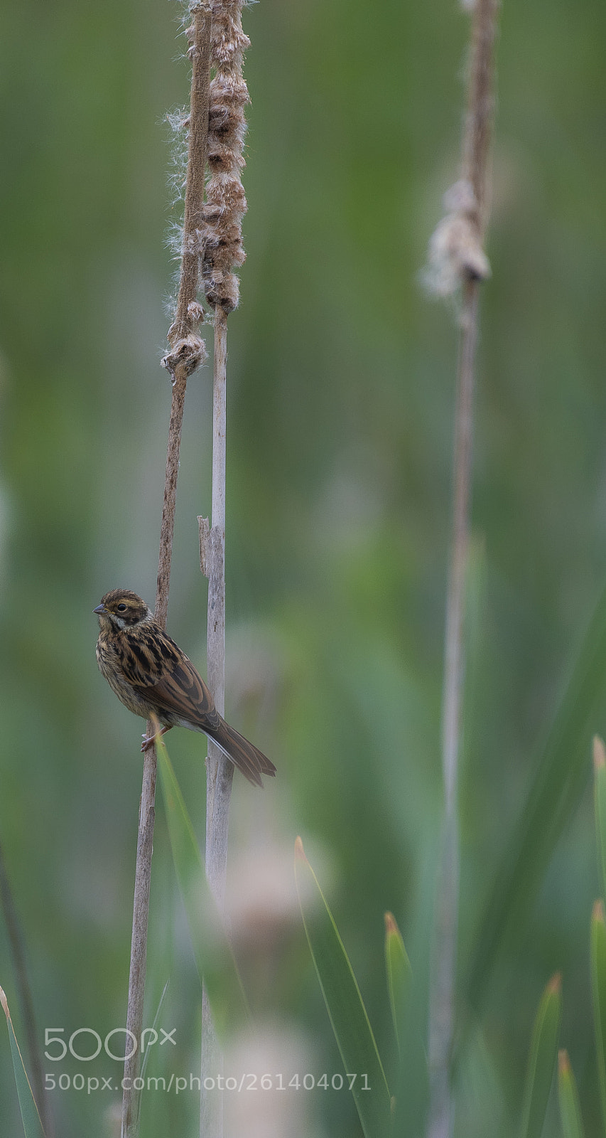 Nikon D500 sample photo. Reedbunting. photography