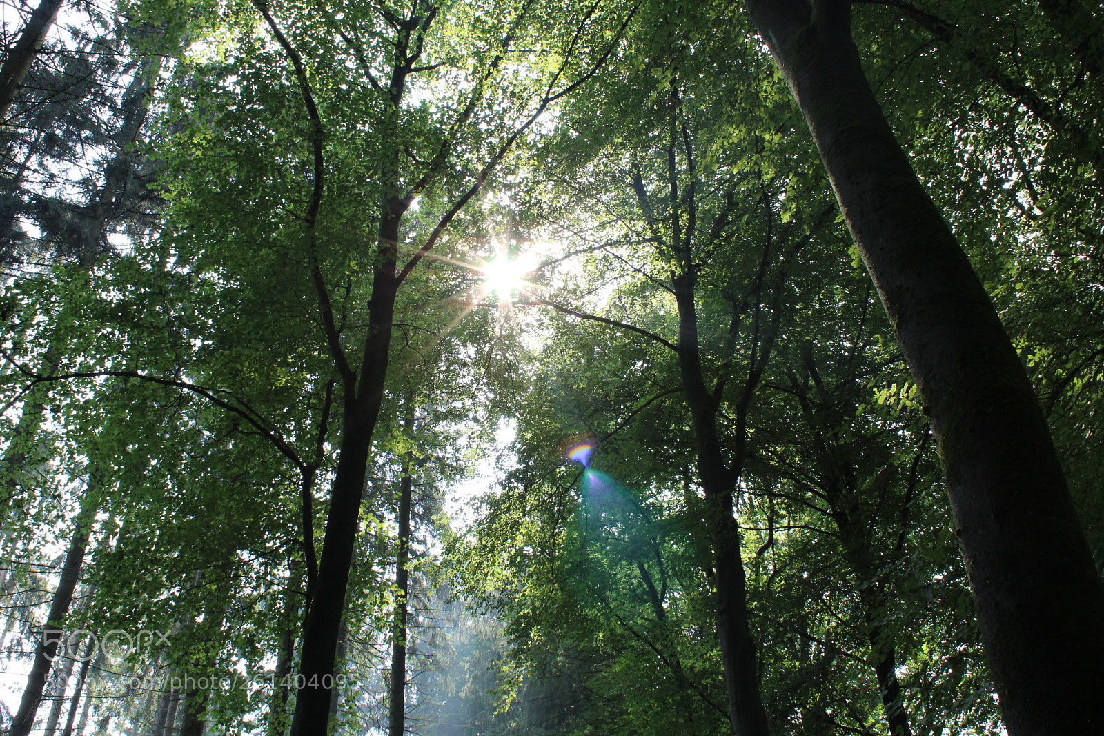 Canon EOS 1300D (EOS Rebel T6 / EOS Kiss X80) sample photo. Leafed sunshine photography