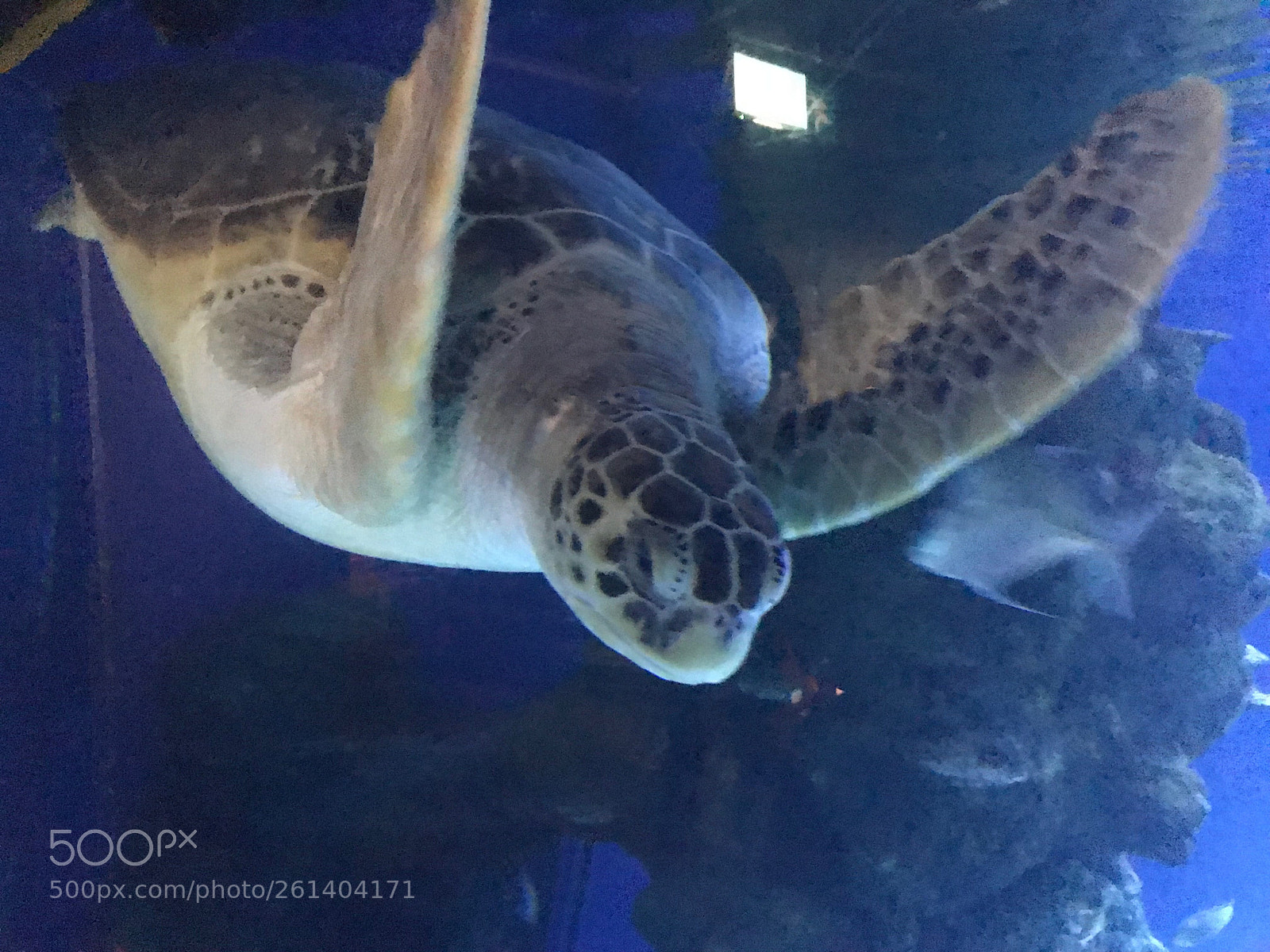 Apple iPhone 7 sample photo. Sea turtle 2 photography